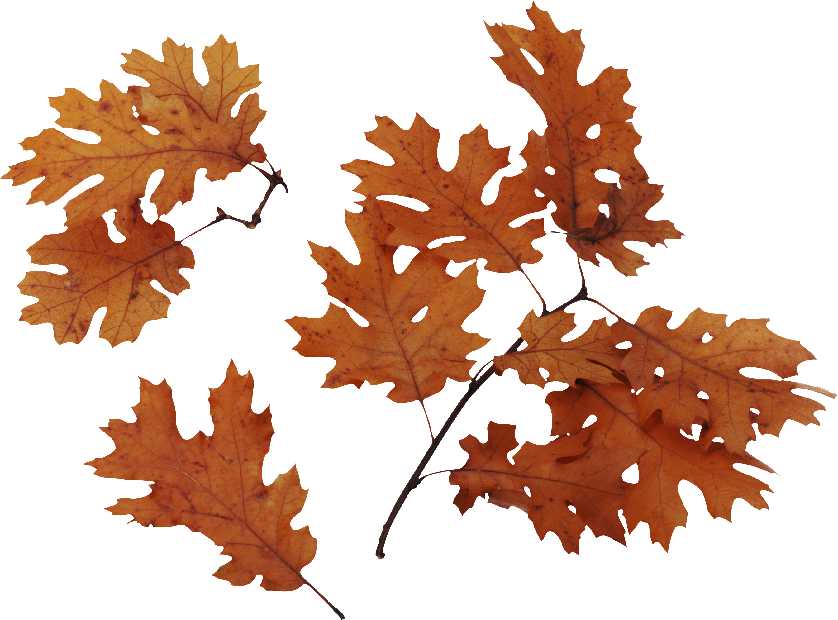 Autumn Leaves Brown PNG Image