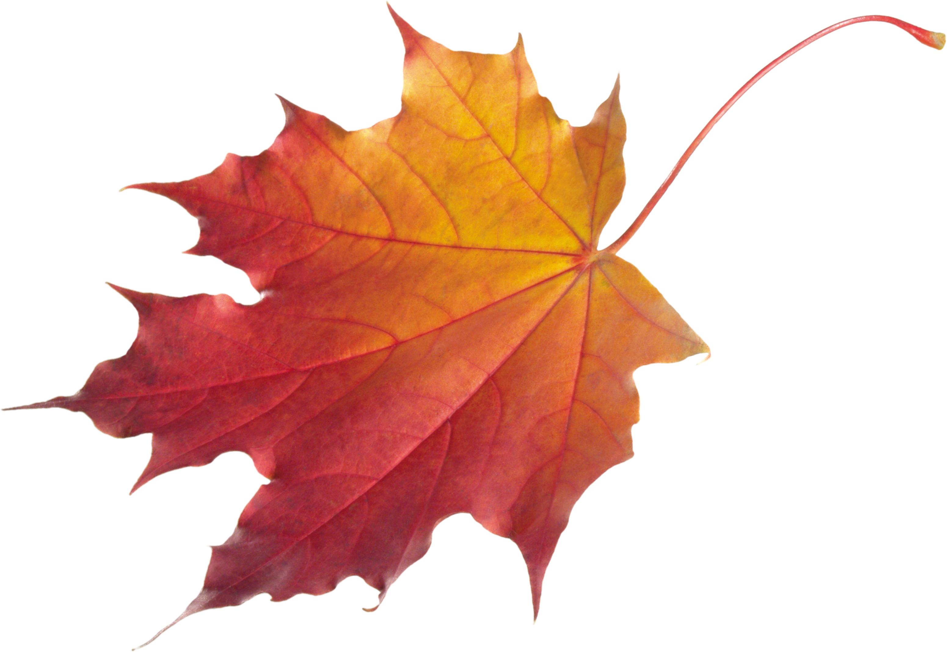 Download Autumn Leaves PNG Image for Free