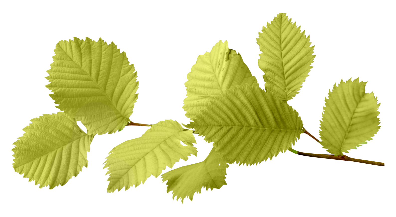 Autumn Leaves PNG Image
