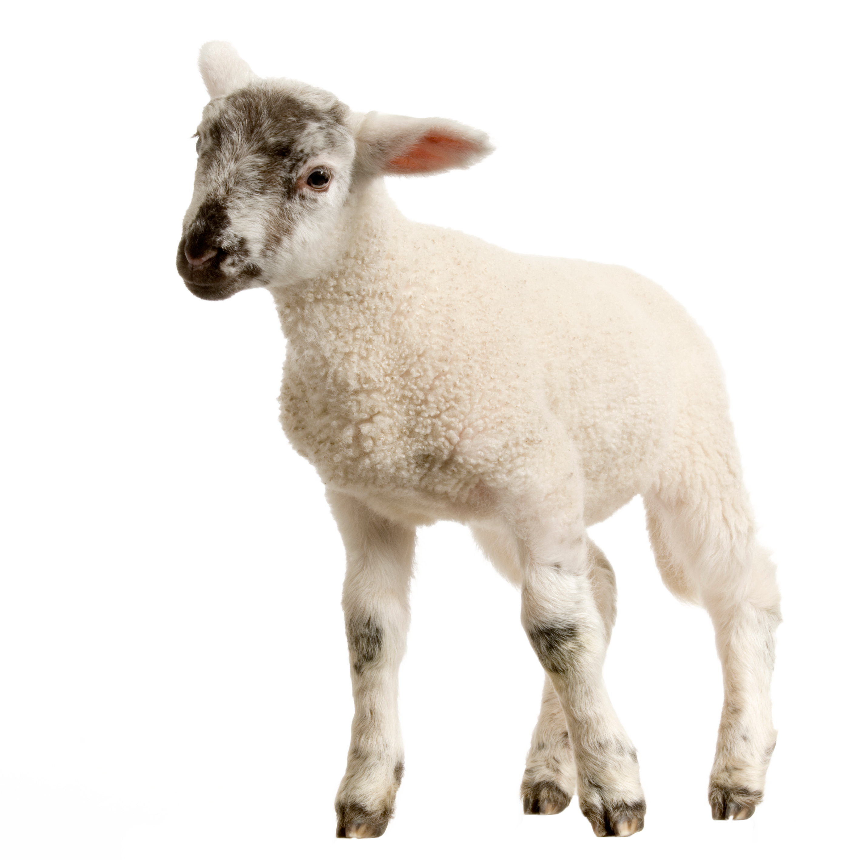 Download Baby Lamb Png Image For Free