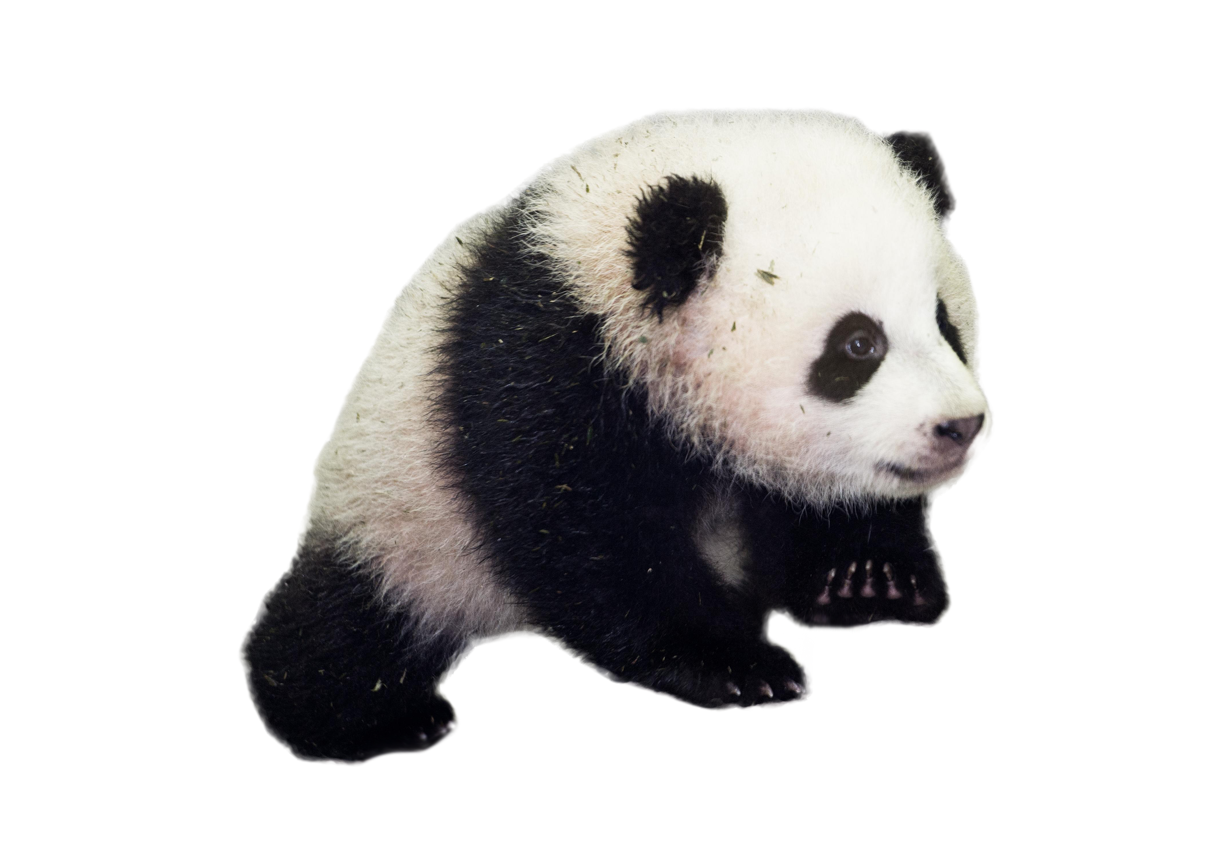 PANDA png images