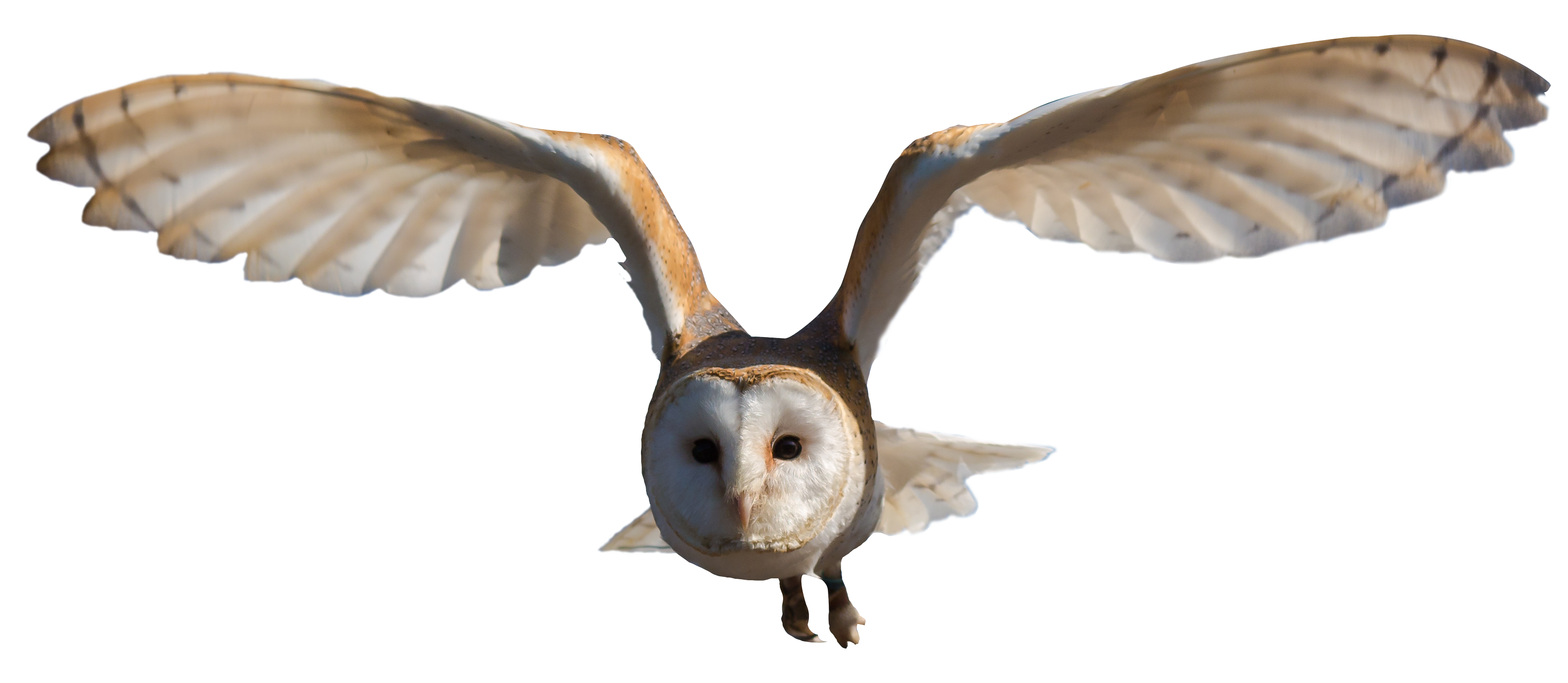 Barn Owl PNG Image
