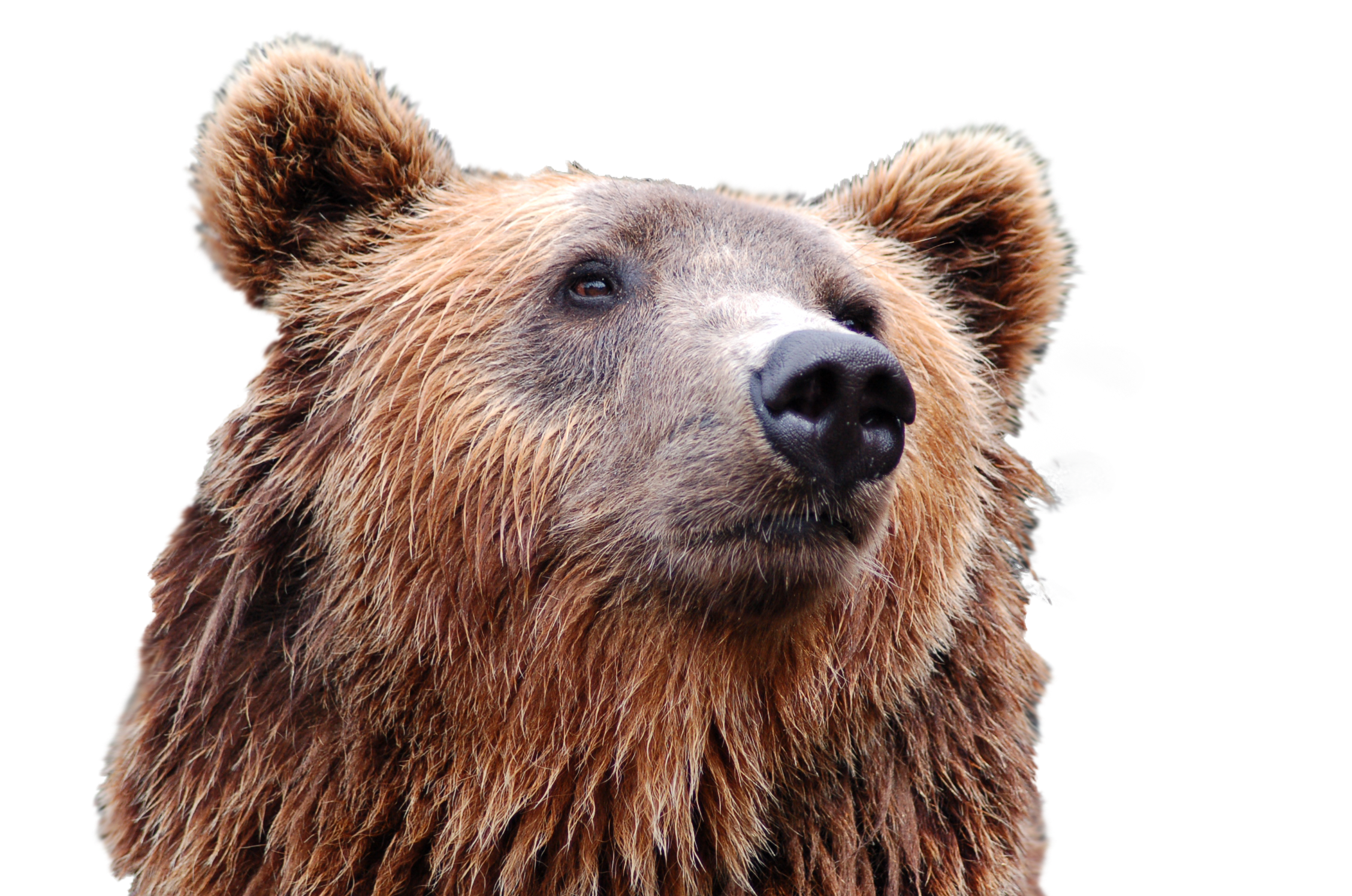 Bear Head PNG Image - PurePNG | Free transparent CC0 PNG Image Library