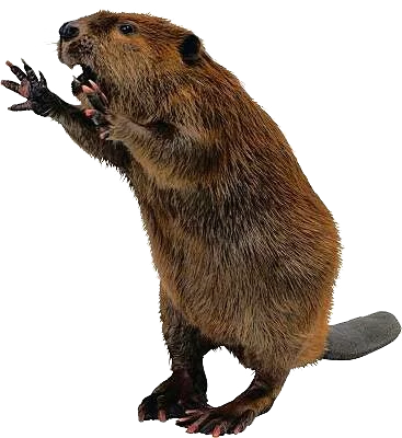 Beaver Standing PNG Image