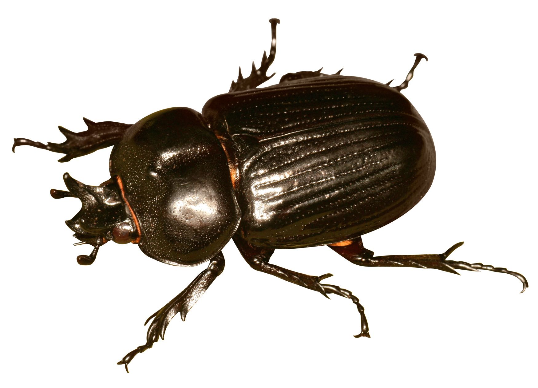 Beetle Bug PNG Image
