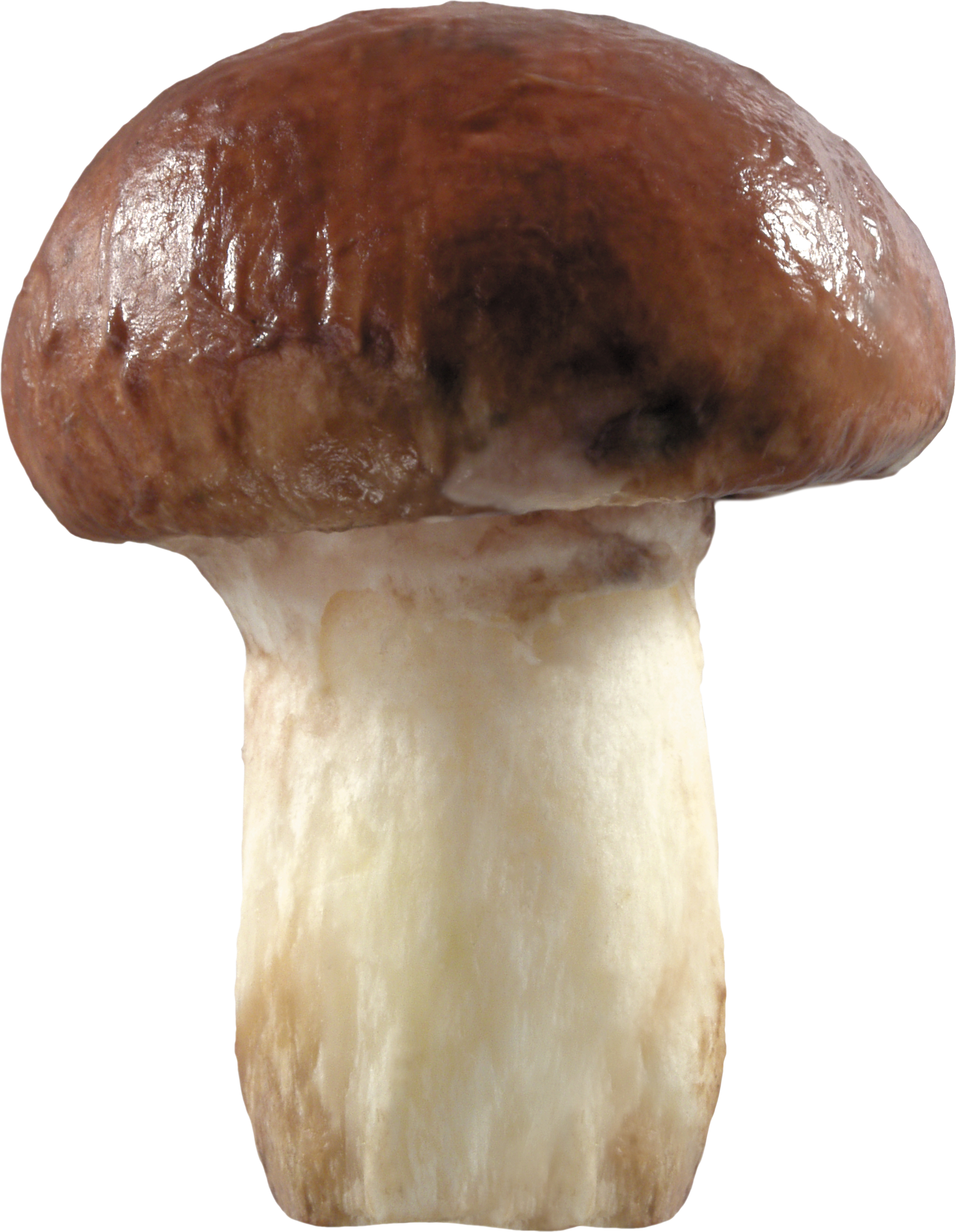 Big Mushroom PNG Image