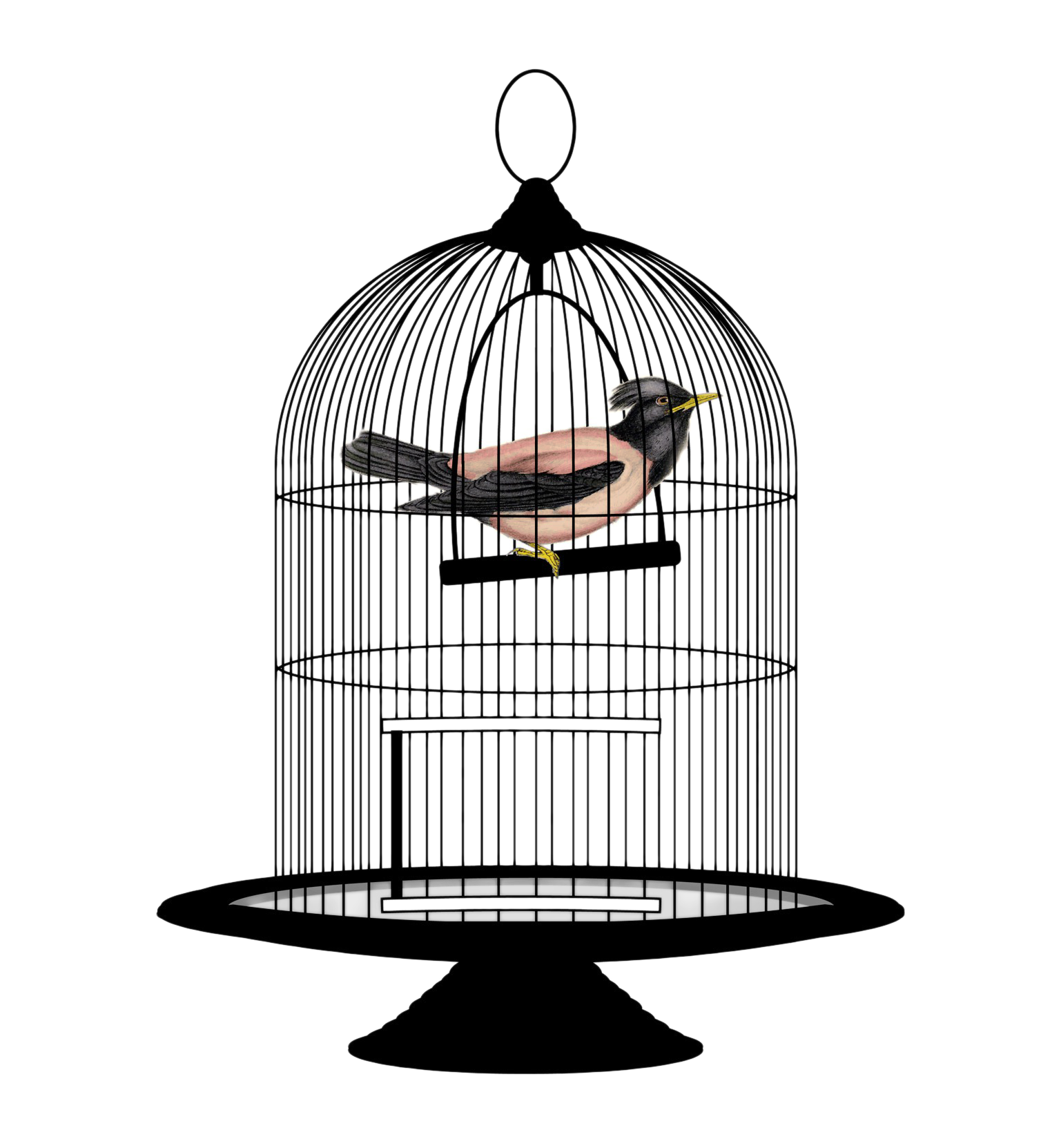 Bird Cage PNG Image