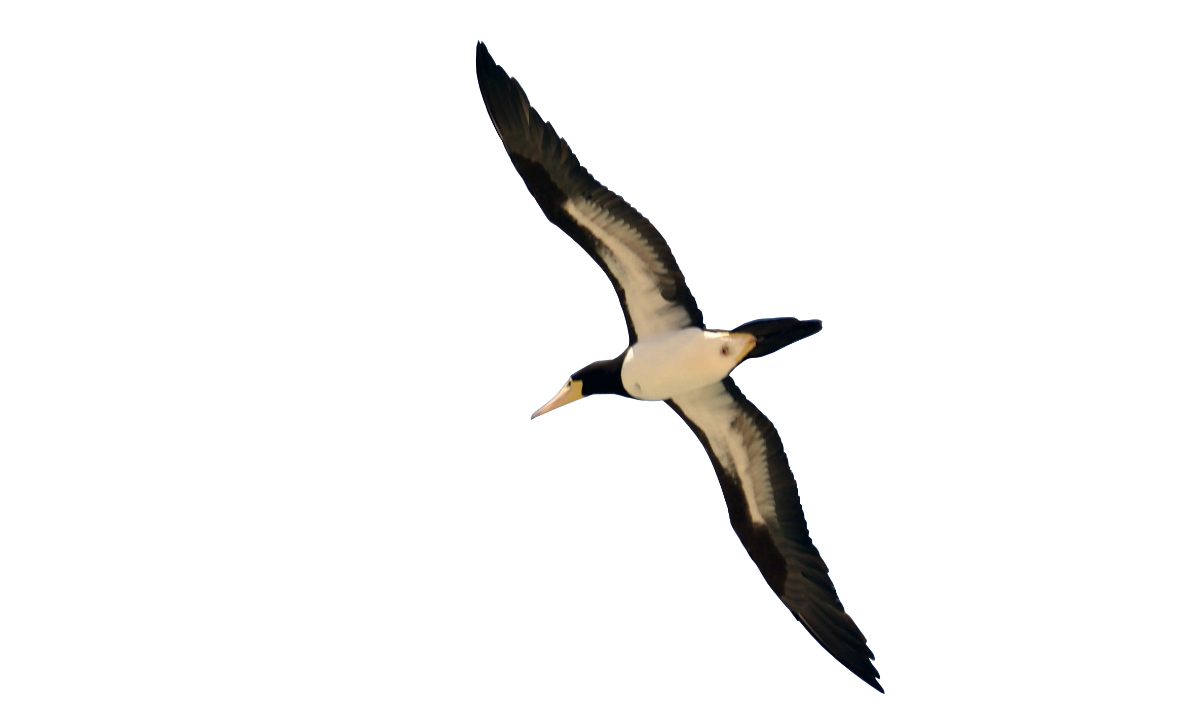 parrot flying png