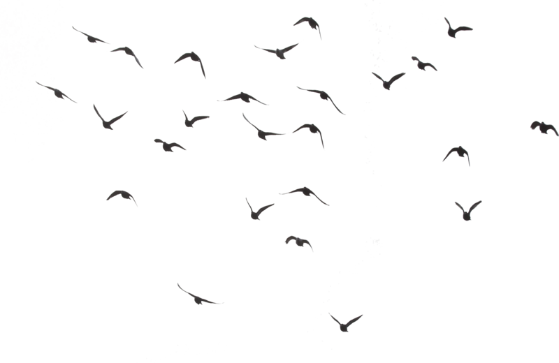 Black Swarm Of Bird Flying PNG Image