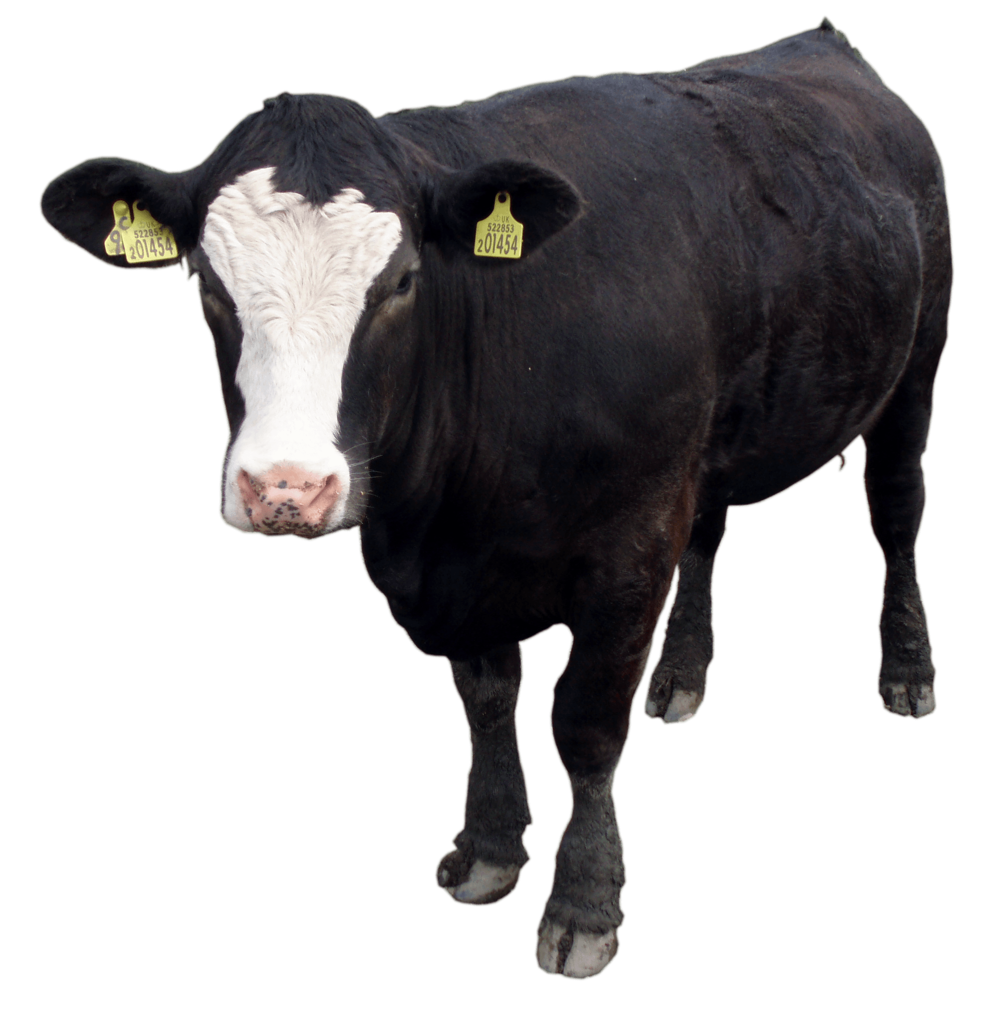 Black Cow Standing PNG Image