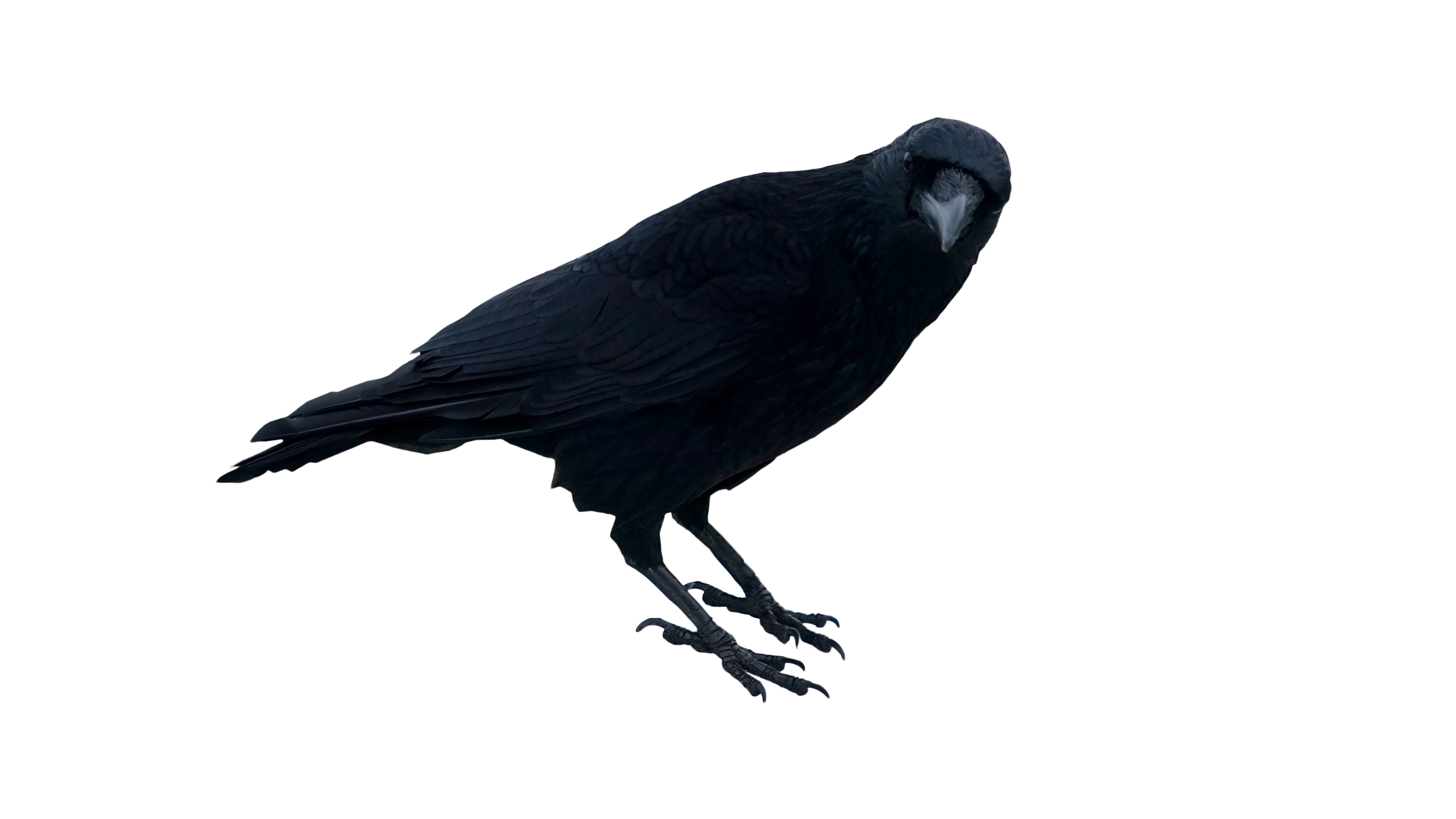 Black Crow Standing Png Image Purepng Free Transparent Cc0 Png