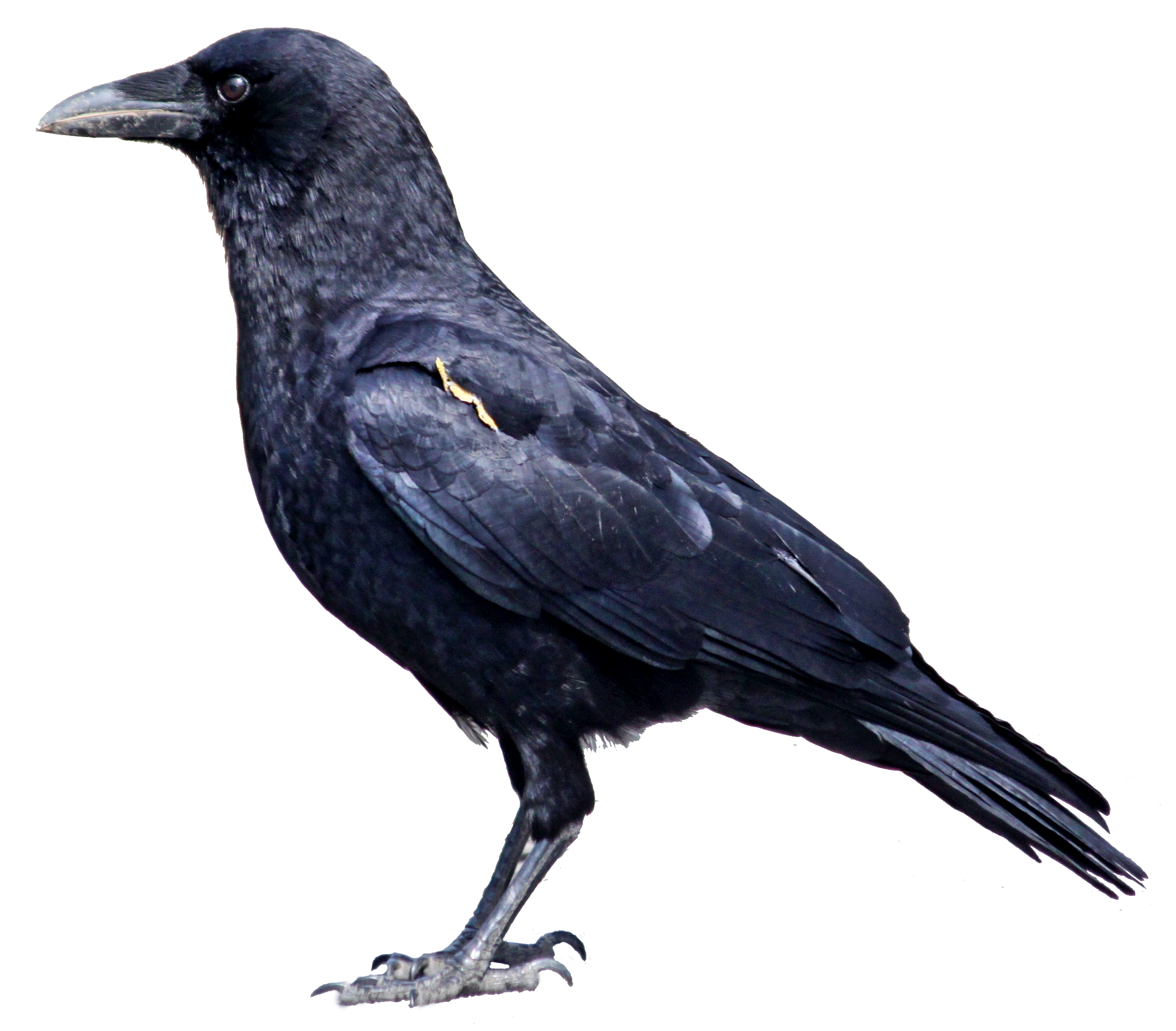 Black Crow Standing