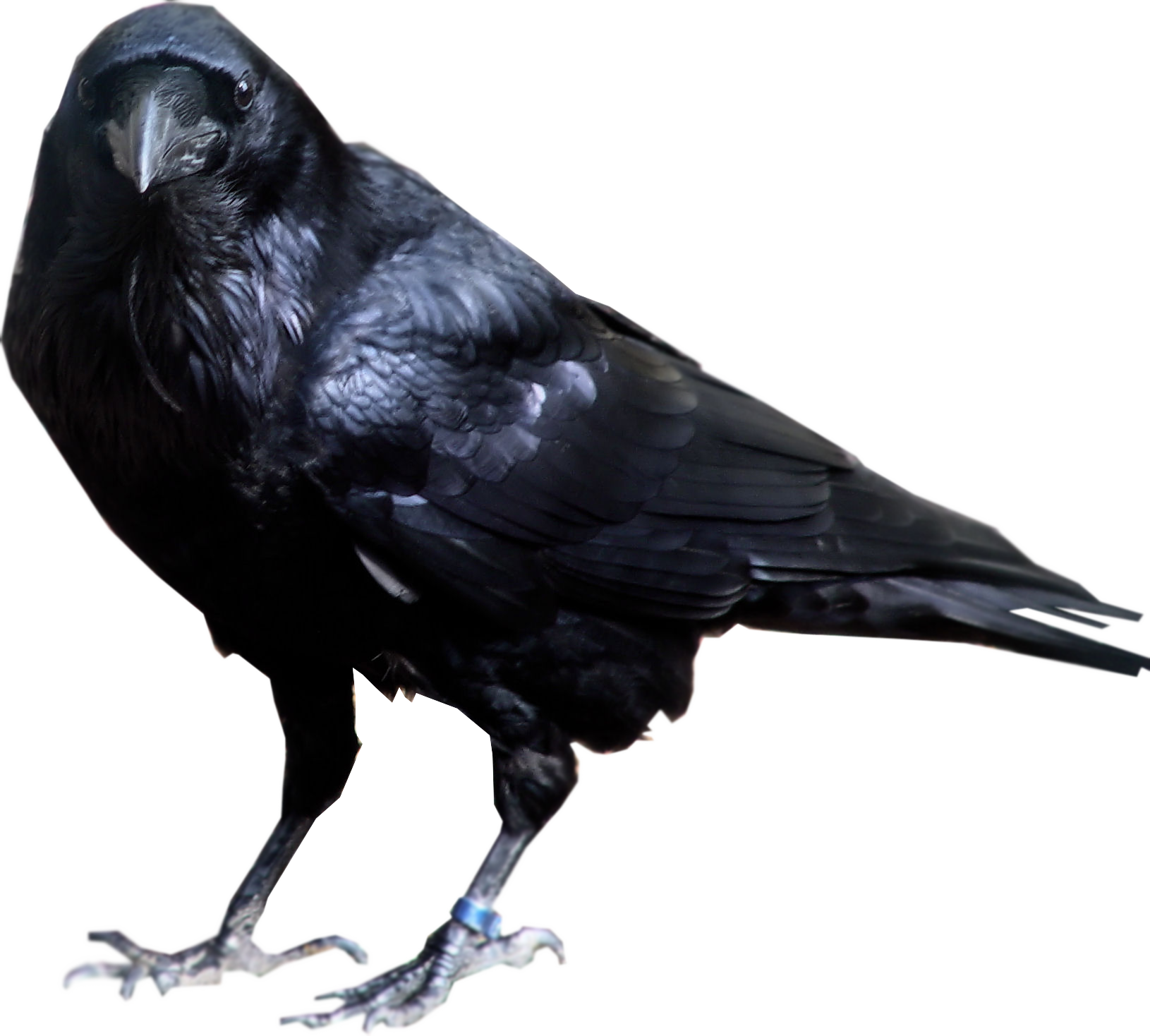 Download Black Crow Standing PNG Image for Free