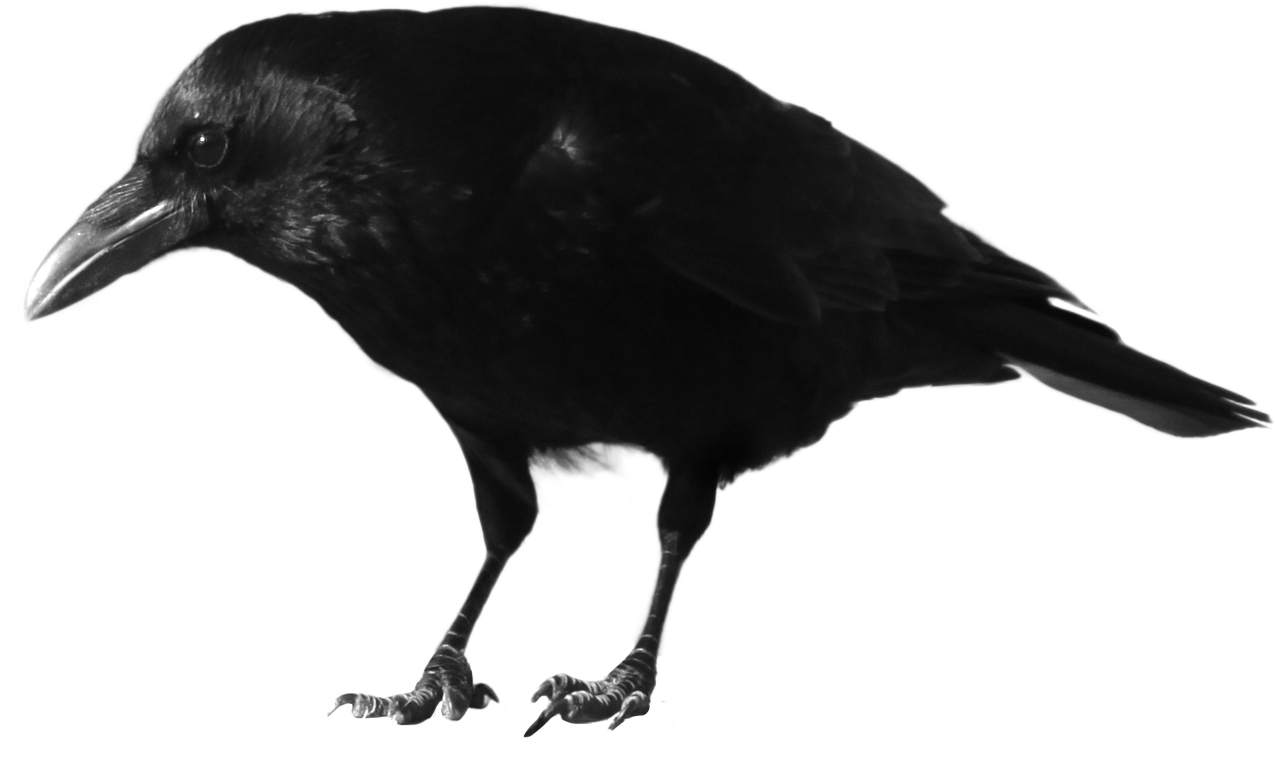 Black Crow Standing PNG Image