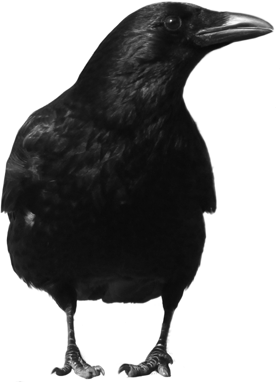 Black Crow Standing PNG Image
