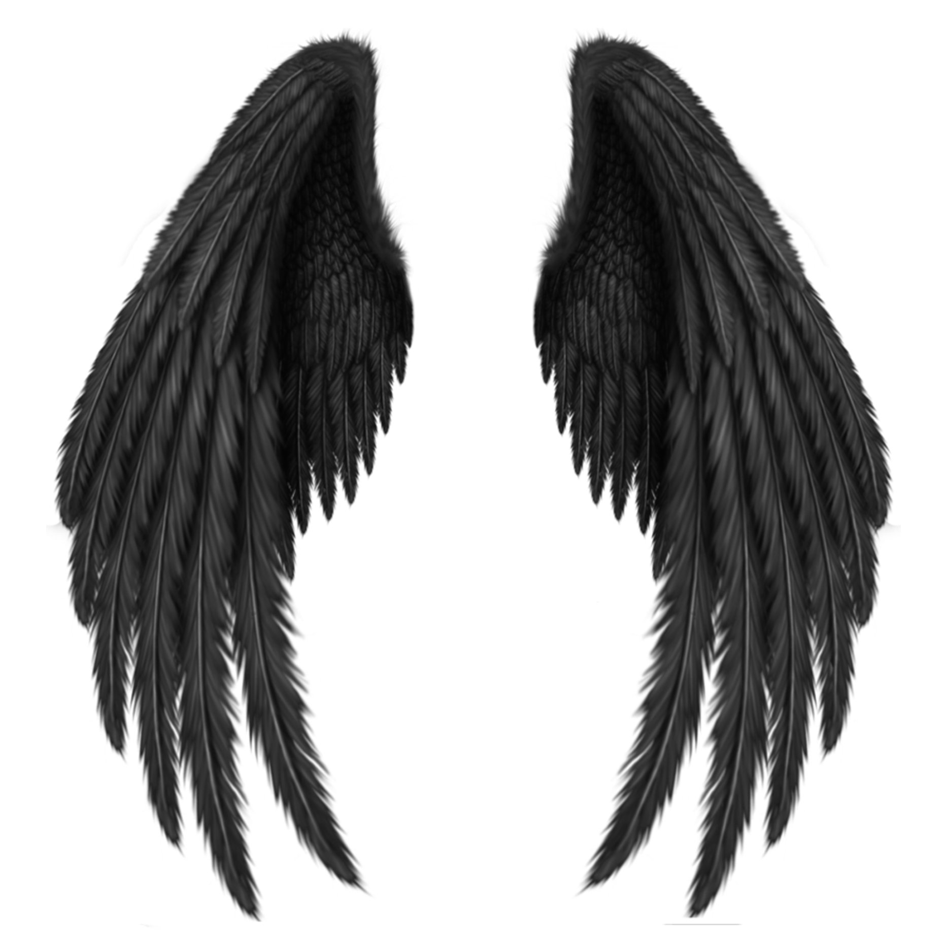 black wings