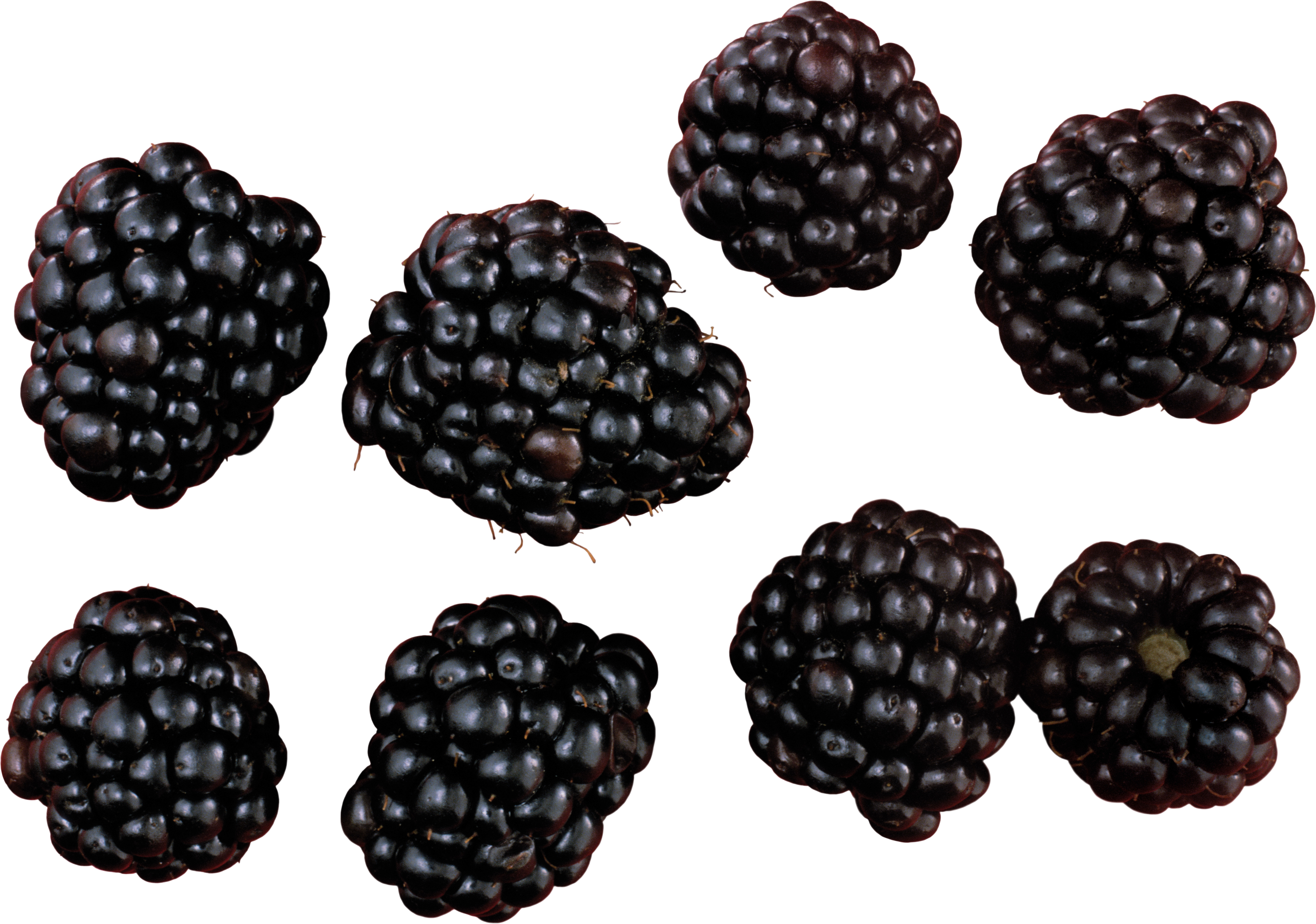 Blackberry Variations PNG Image