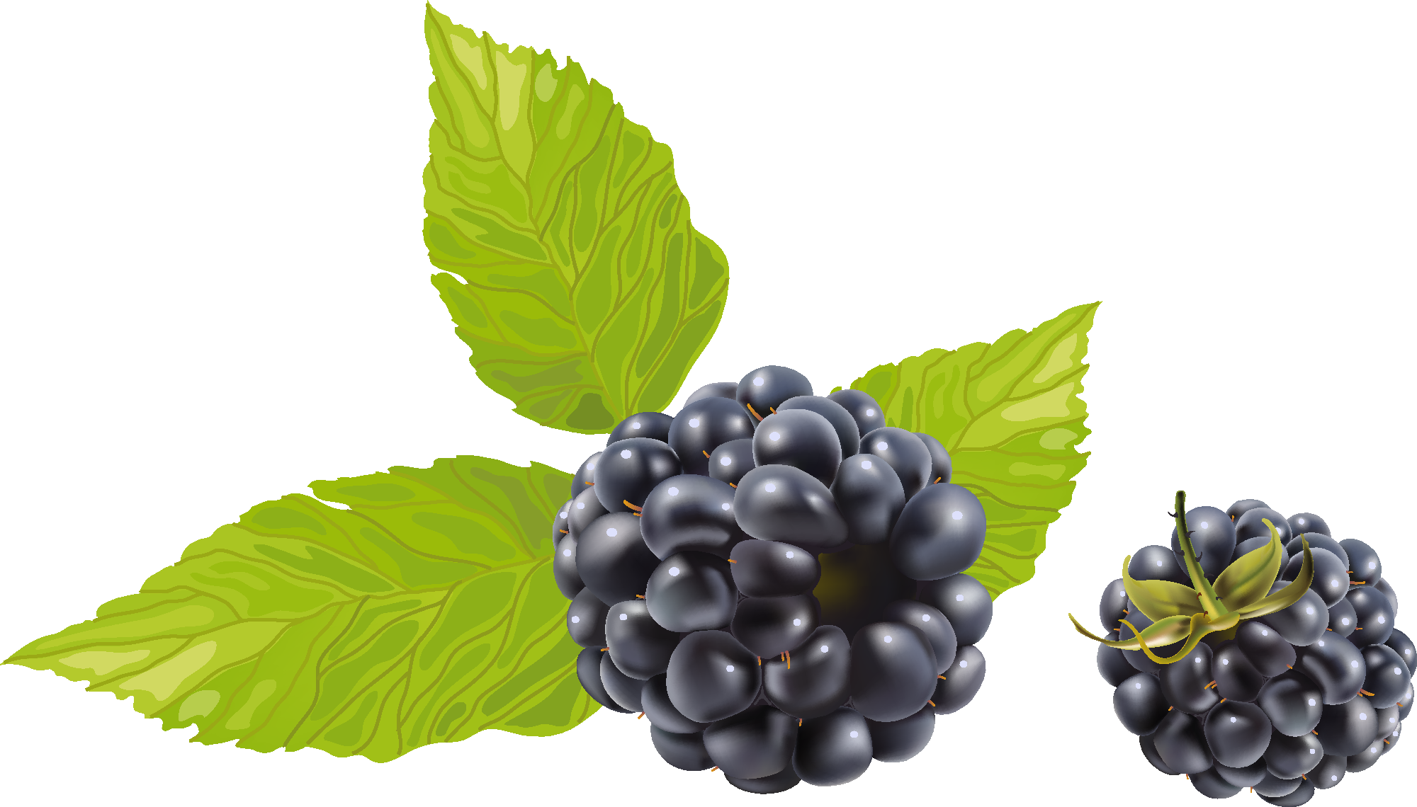 Blackberry with Leaves PNG Image