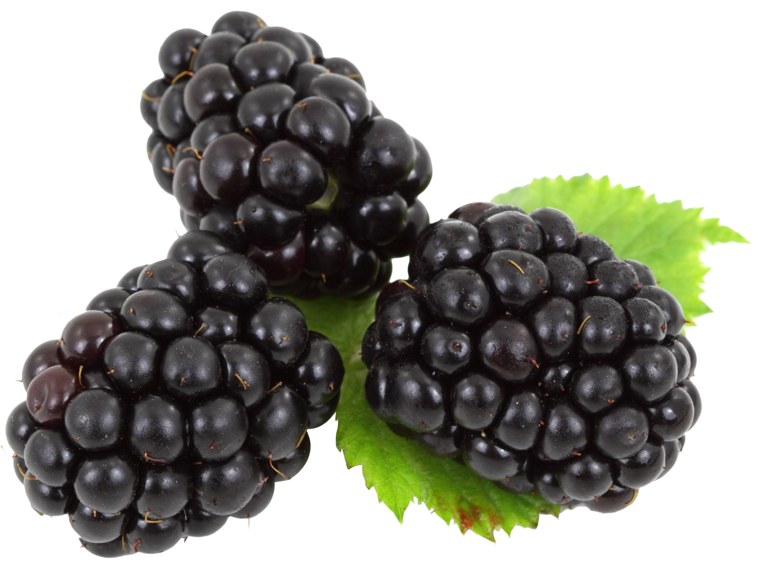Blackberry with leaves PNG Image