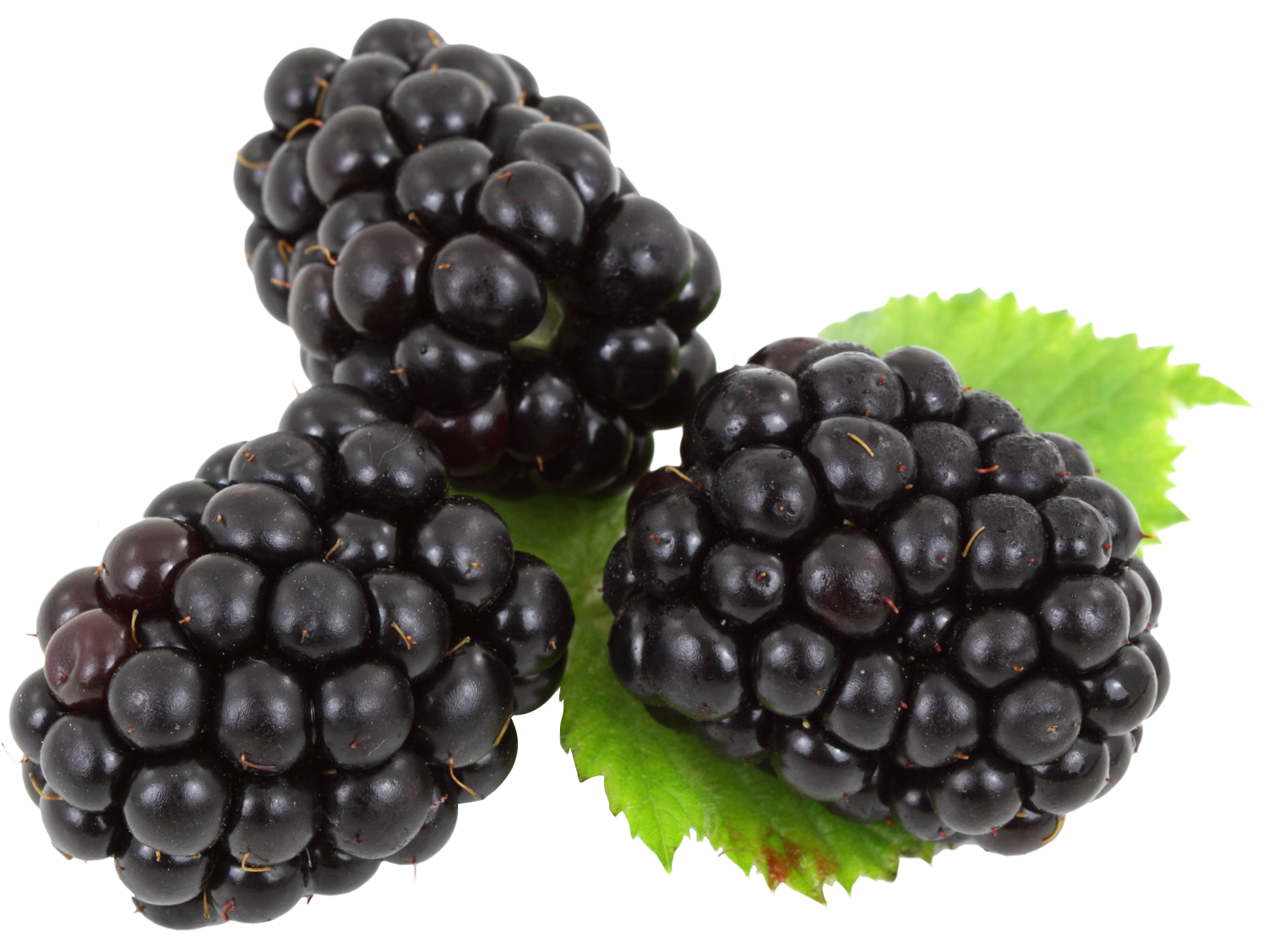 Mulberry PNG