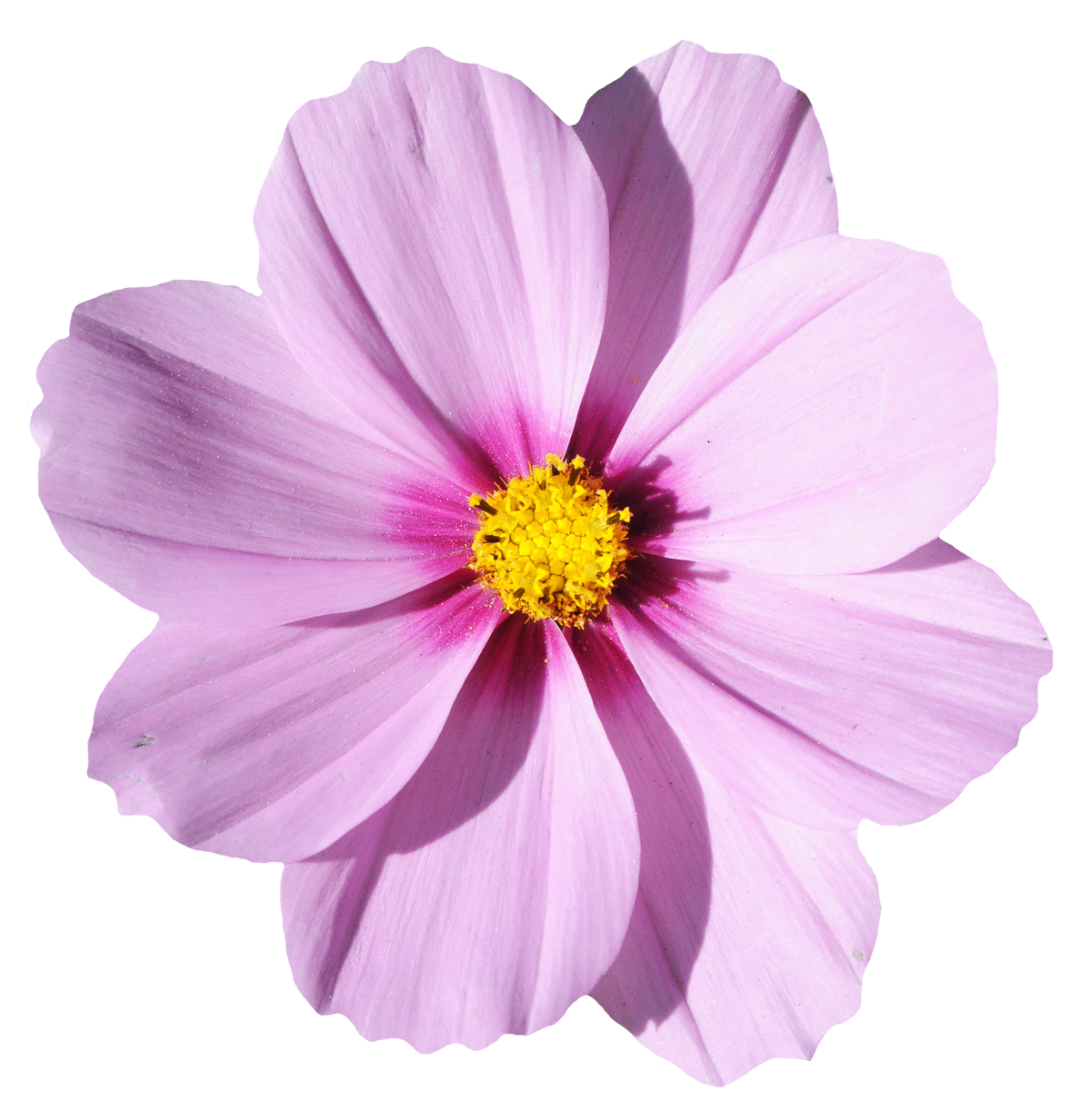 Blossom Flower PNG Image