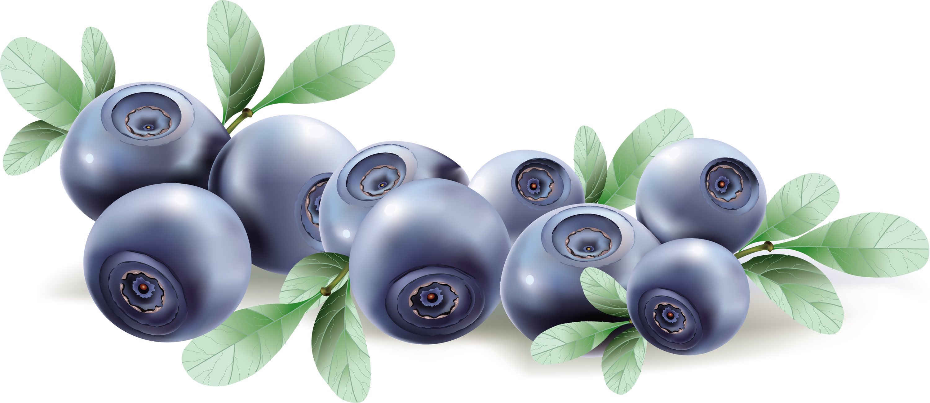 Blueberry Drawing PNG Image