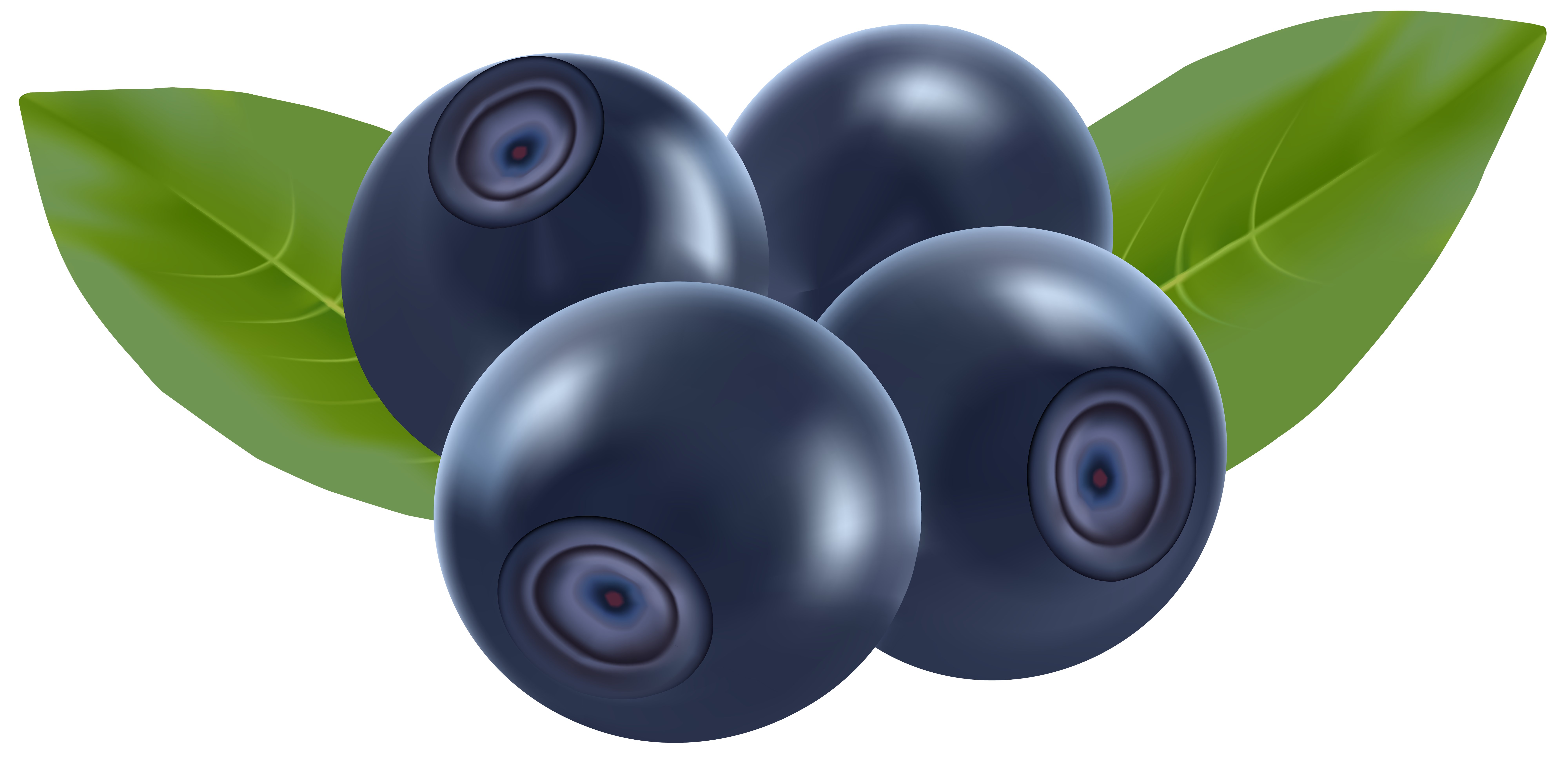 Blueberry drawing PNG Image