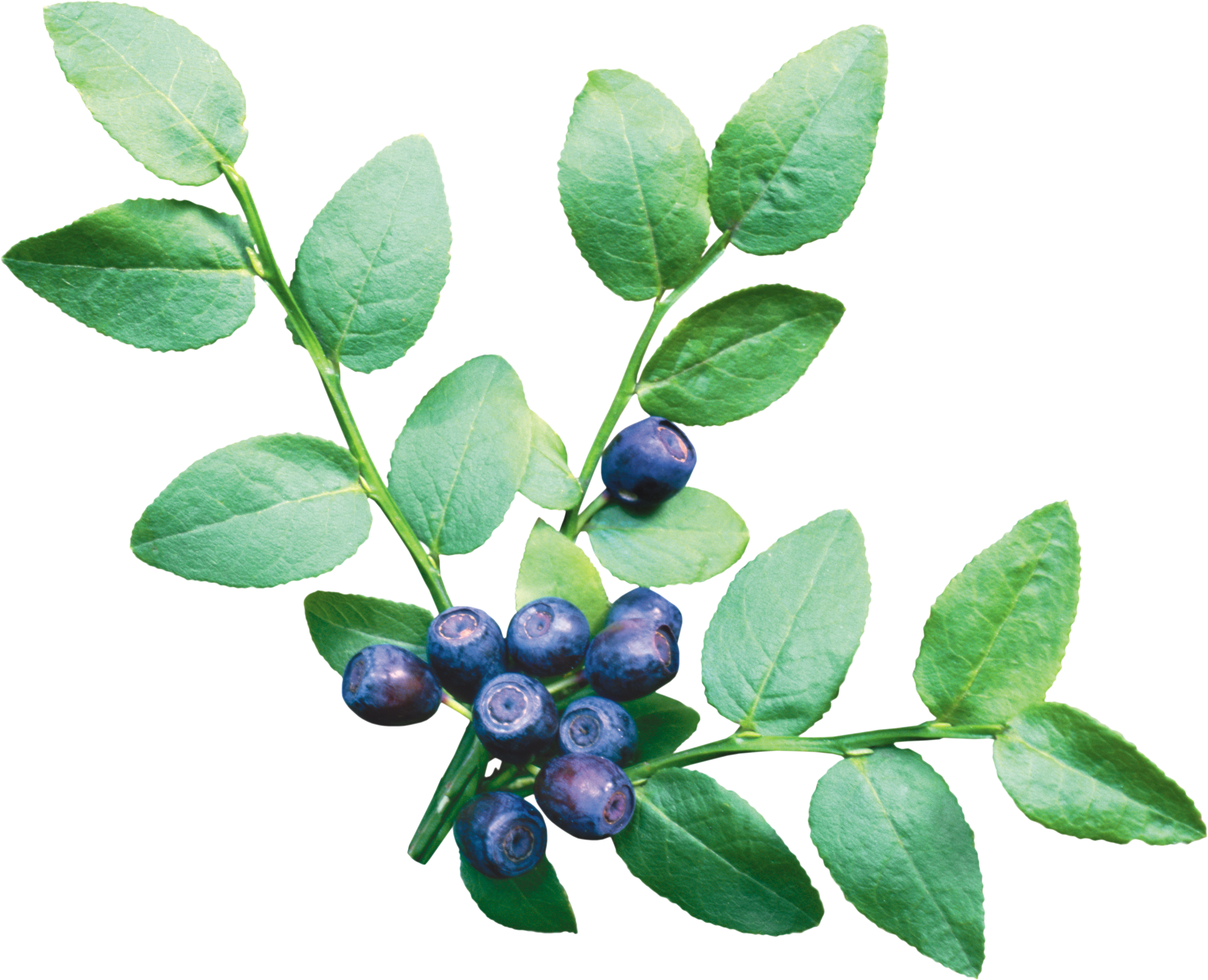 Blueberry PNG Image