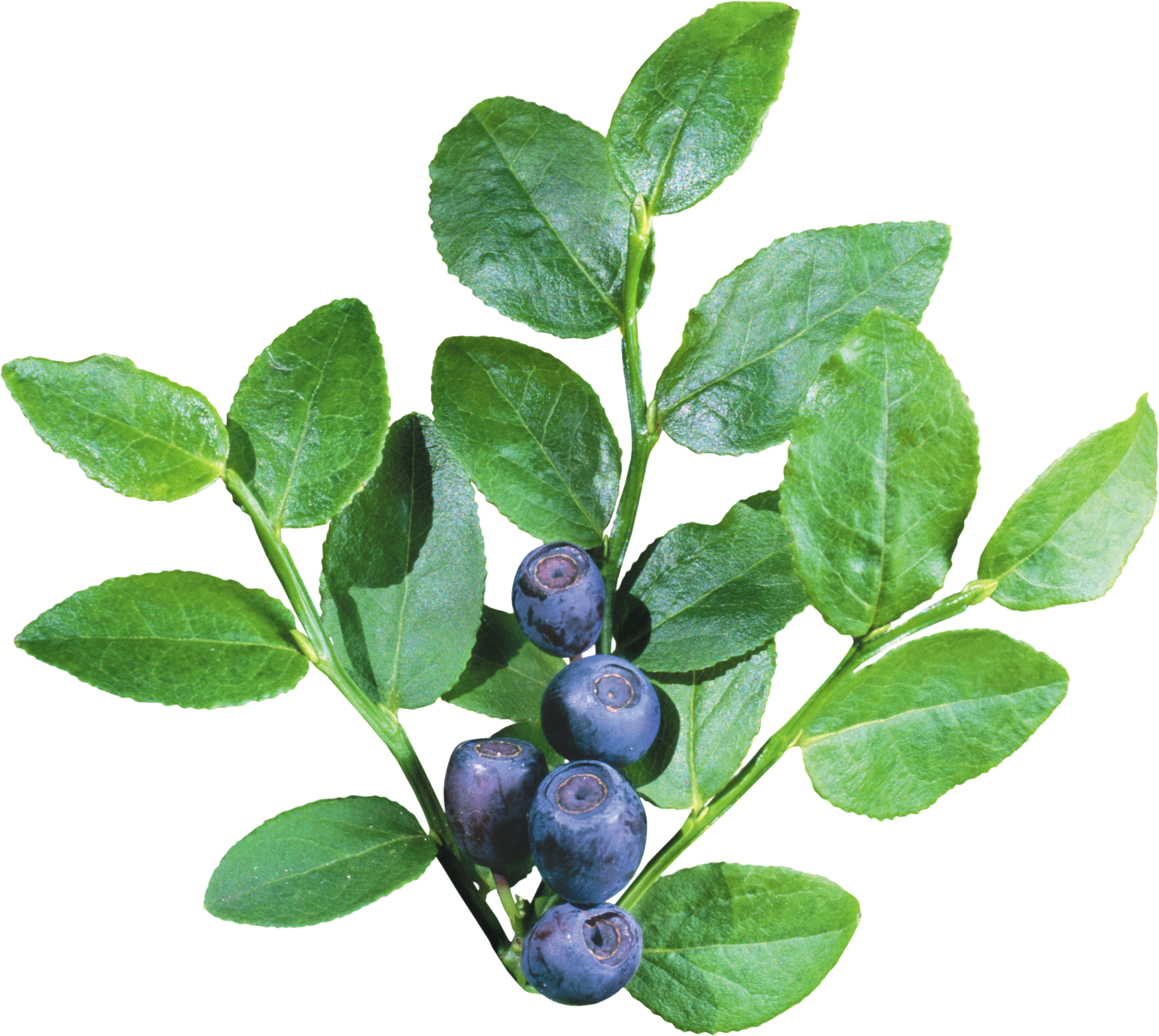 Blueberrys with Leave PNG Image
