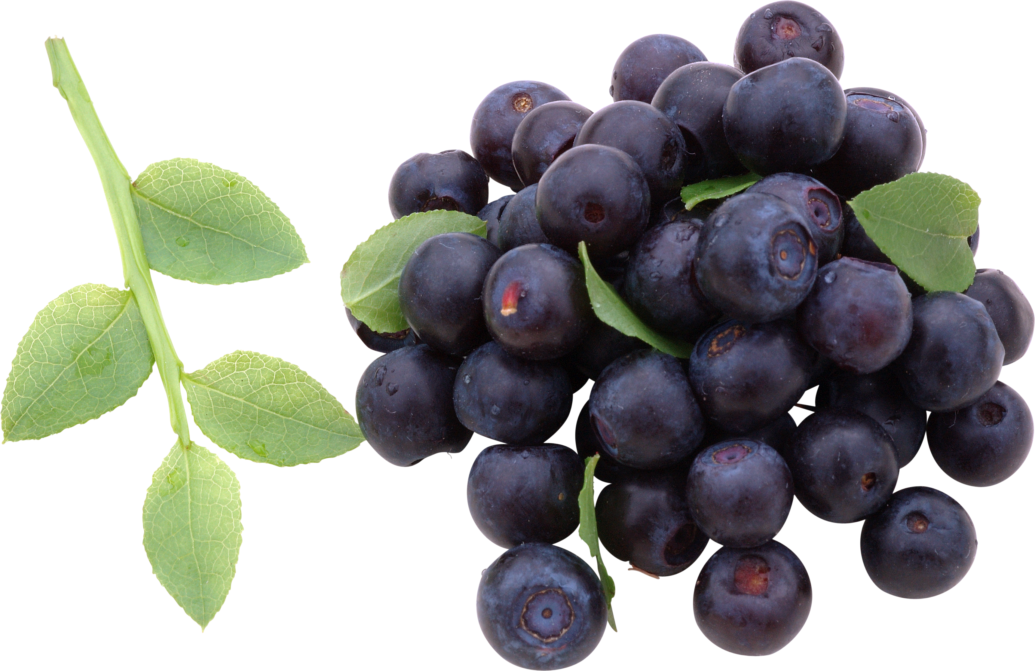 Blueberrys with Leaves