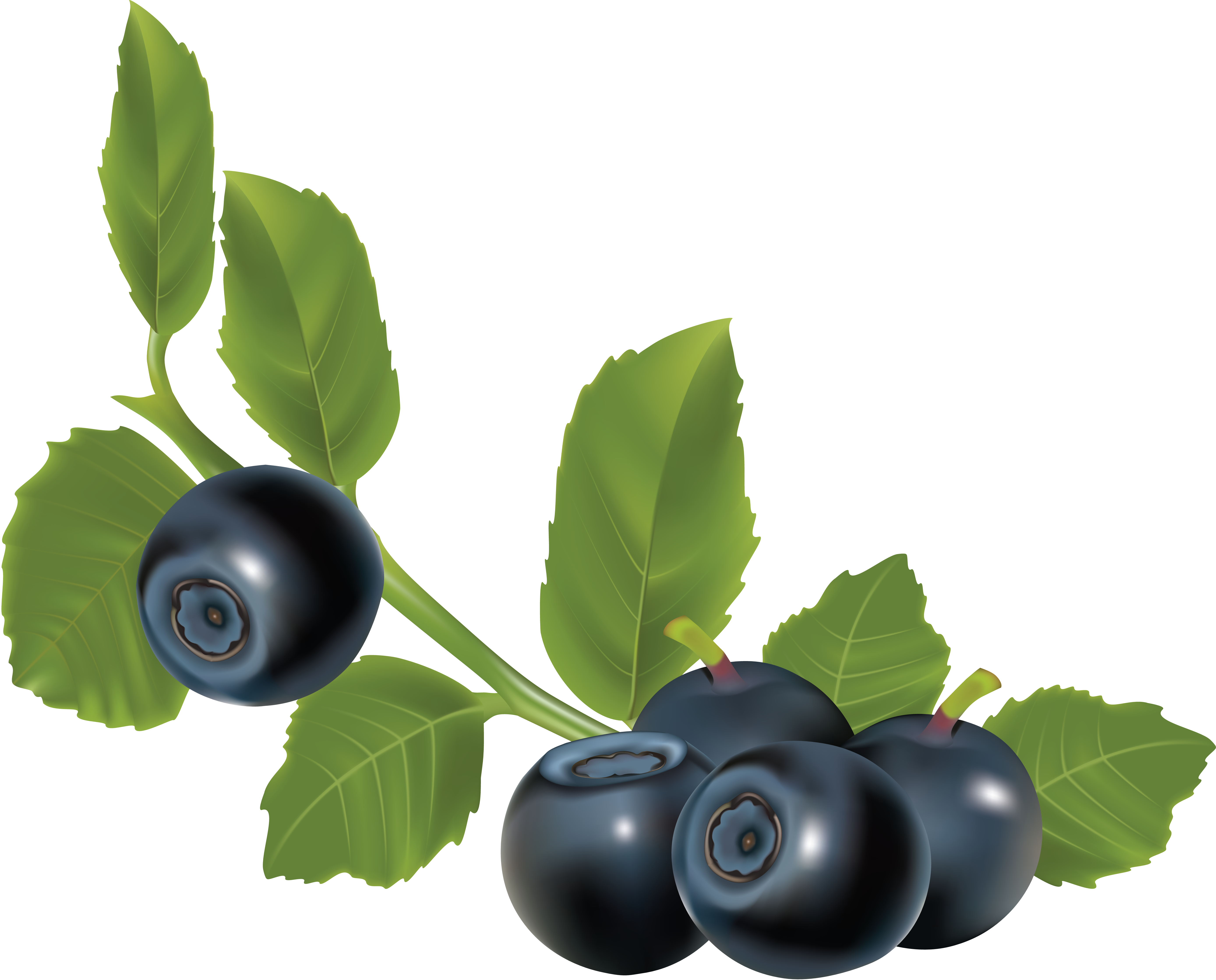 Blueberrys with Leaves PNG Image