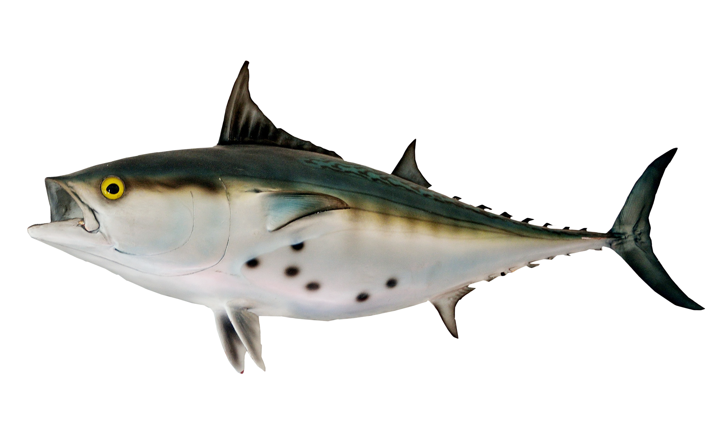 Bonito Fish PNG Image