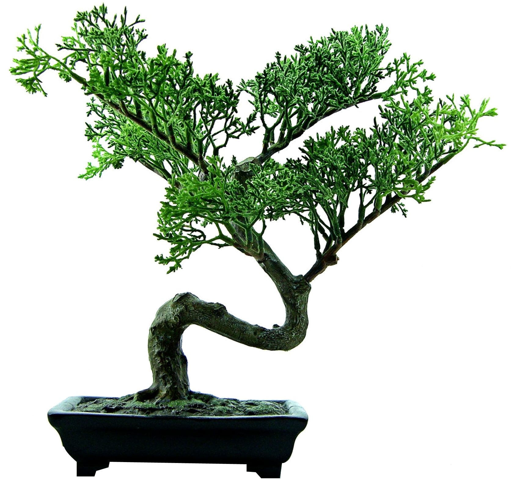 Bonsai Tree PNG Image