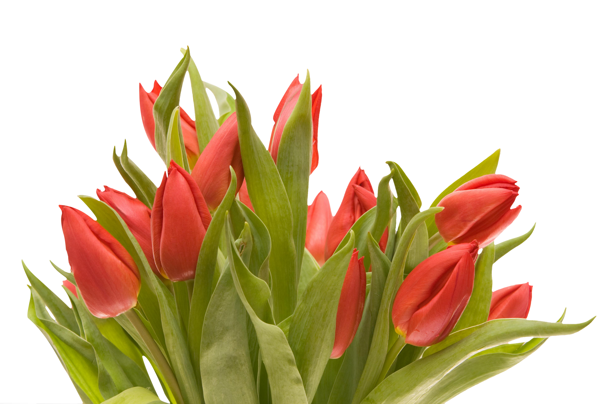 Bouquet Of Flowers PNG Image