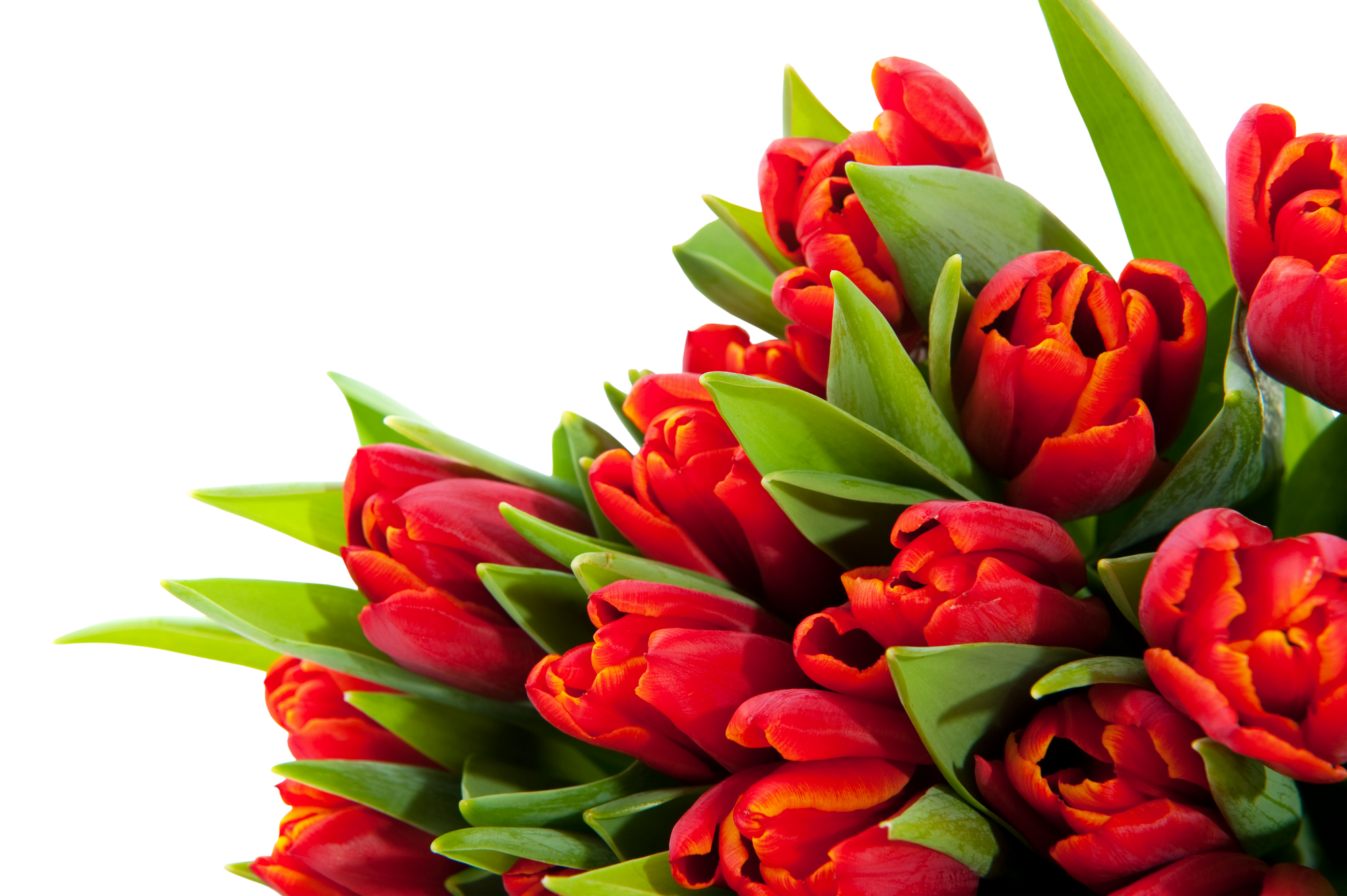Flower Bouquet PNG Images