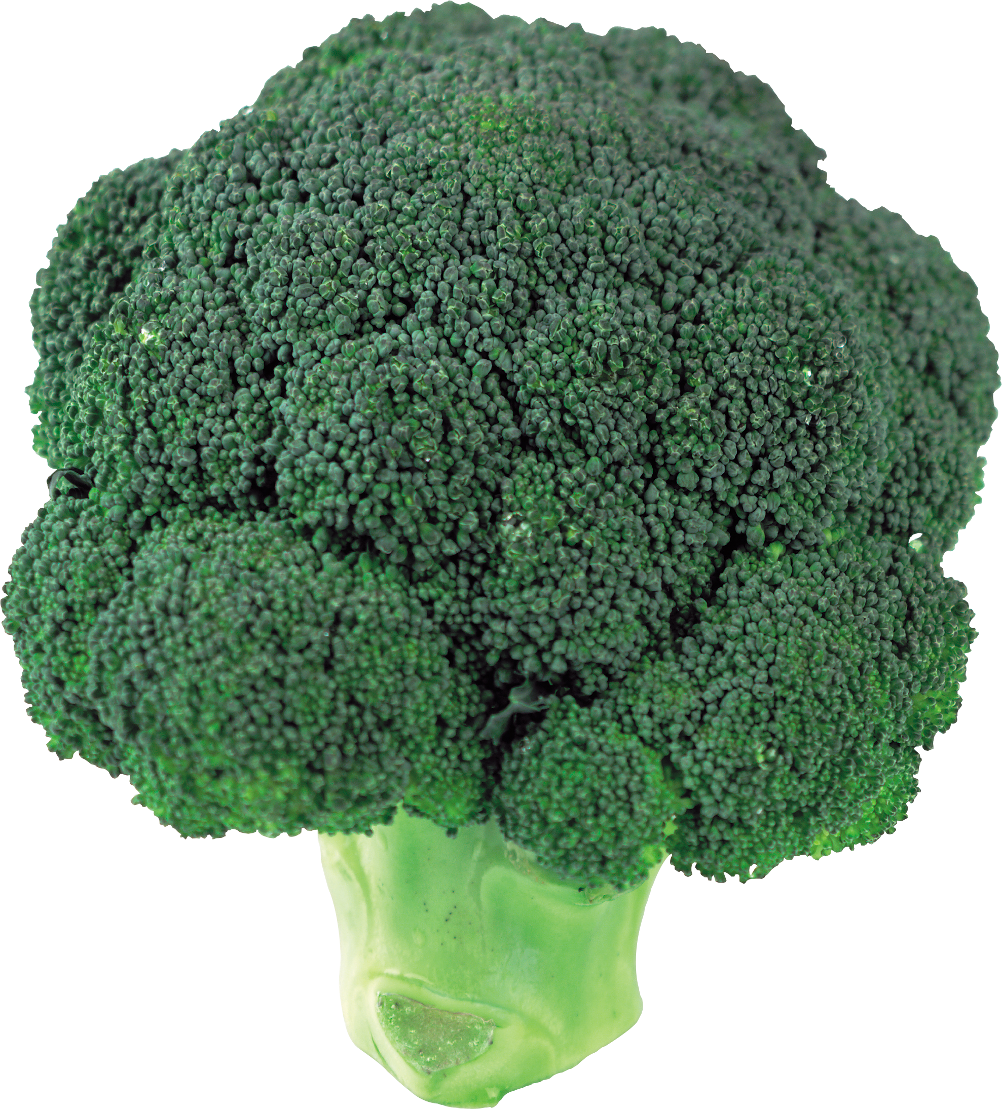 Broccoli PNG Image