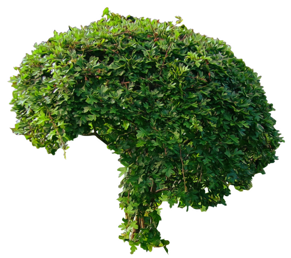 Brokoli Bush