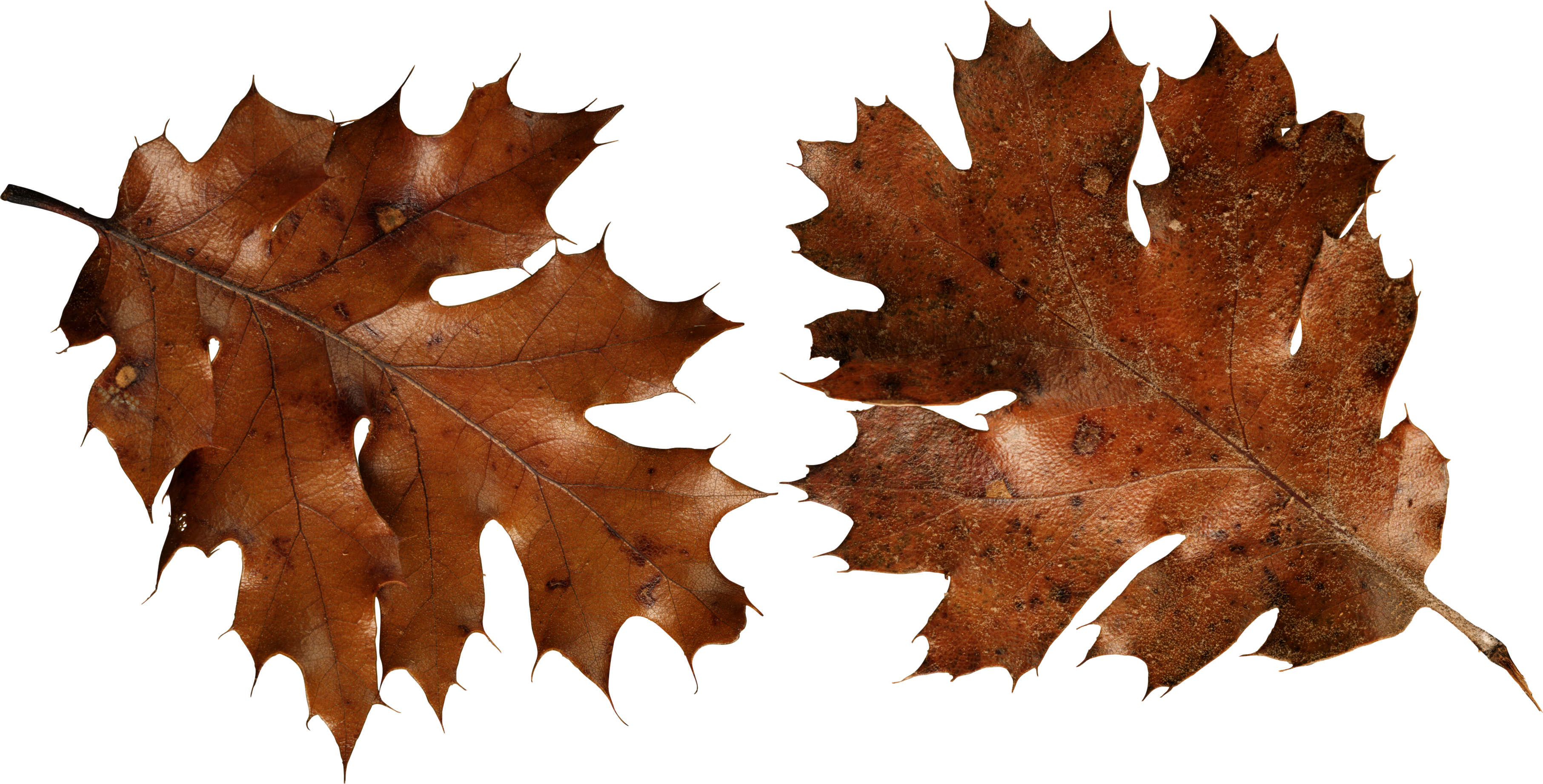 Brown Autumn Leaves PNG Image