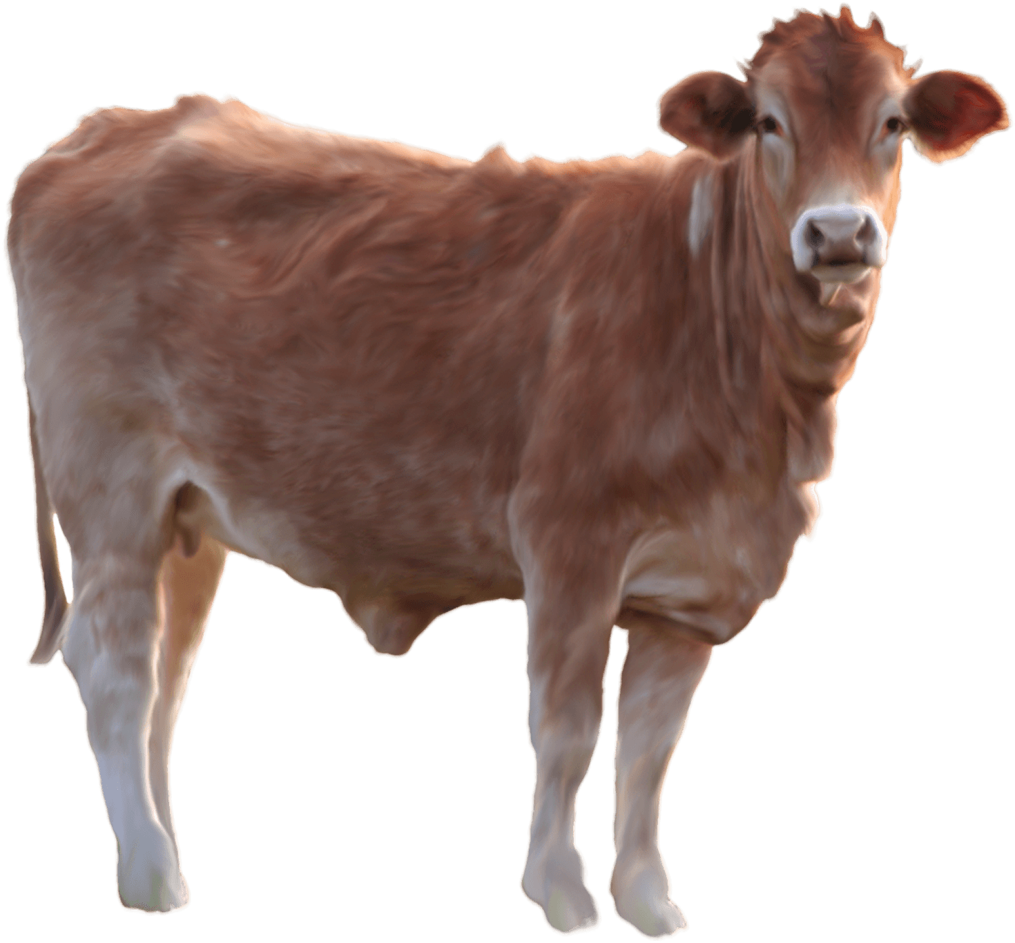 Brown Cow Standing PNG Image