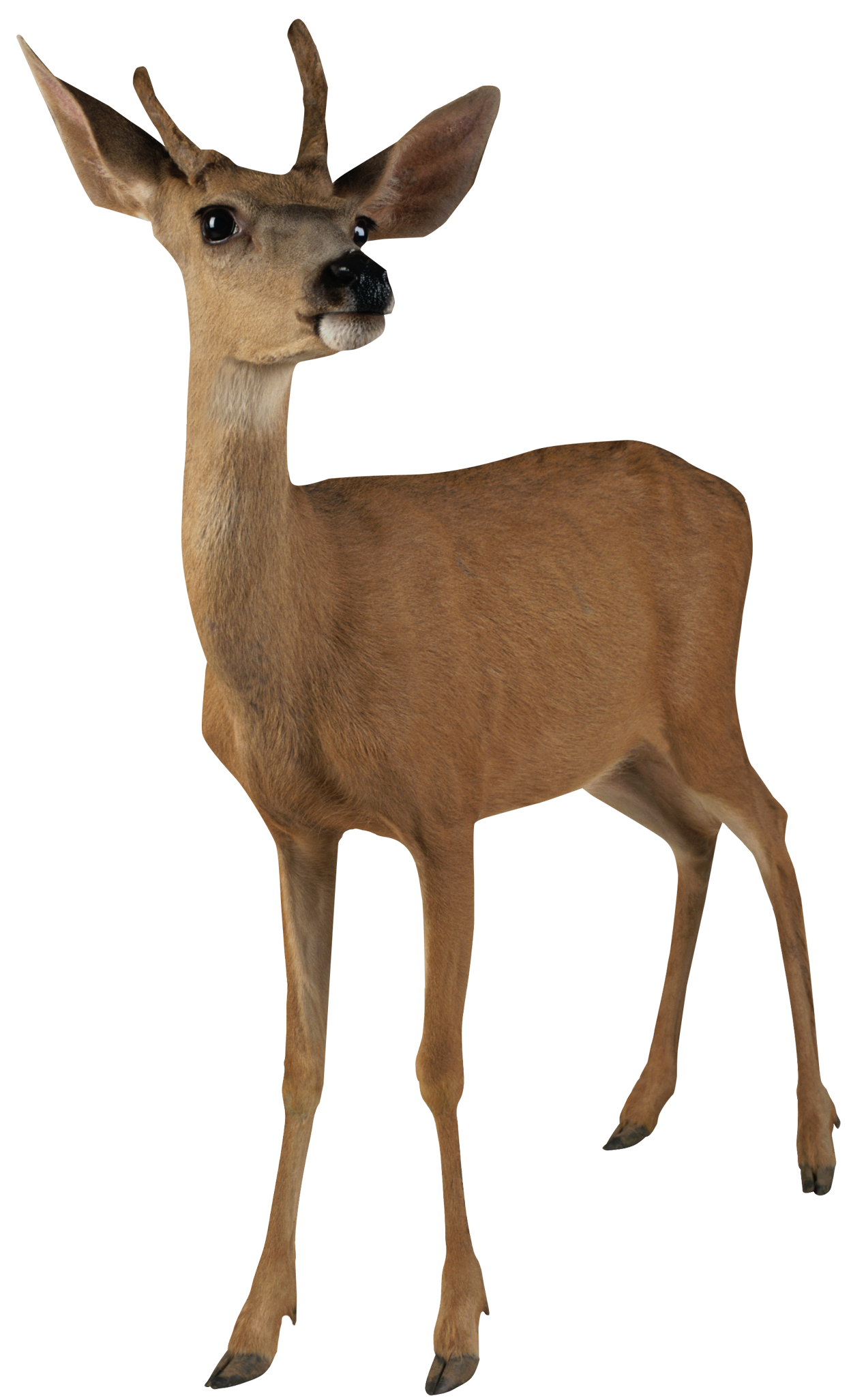 Brown Deer Standing PNG Image