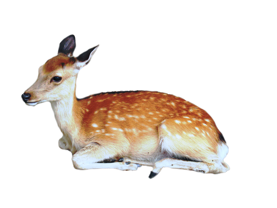 Brown Deer With White Spots Lying / Sittting PNG Image