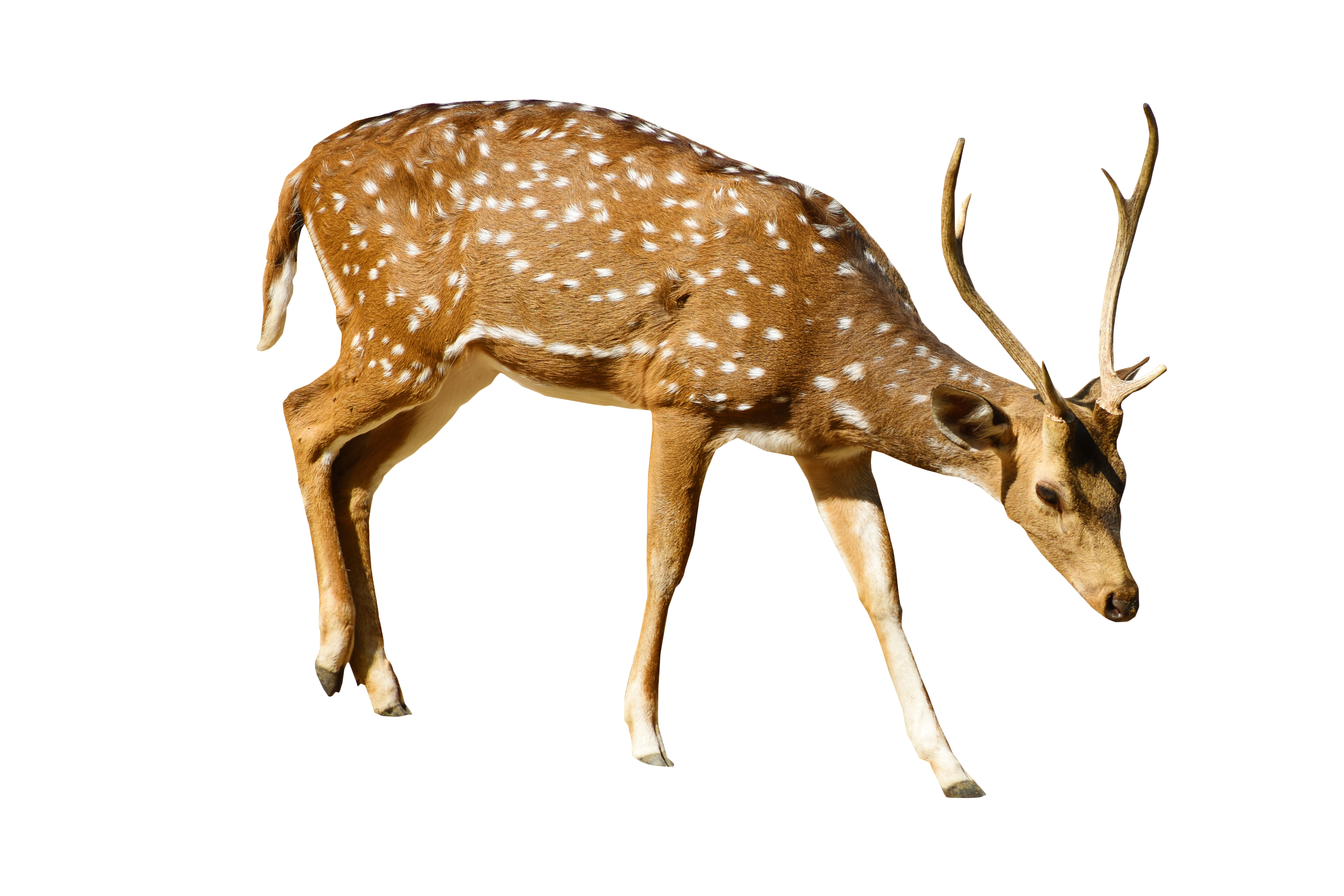 Brown Deer With White Spots Standing PNG Image
