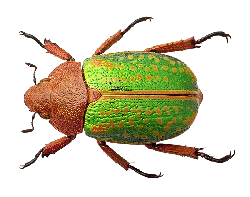 Bug PNG Image