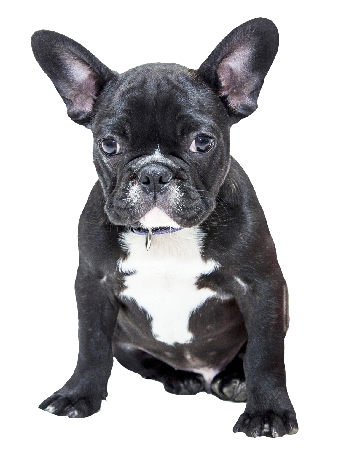 Bulldog PNG Image - PurePNG | Free transparent CC0 PNG Image Library