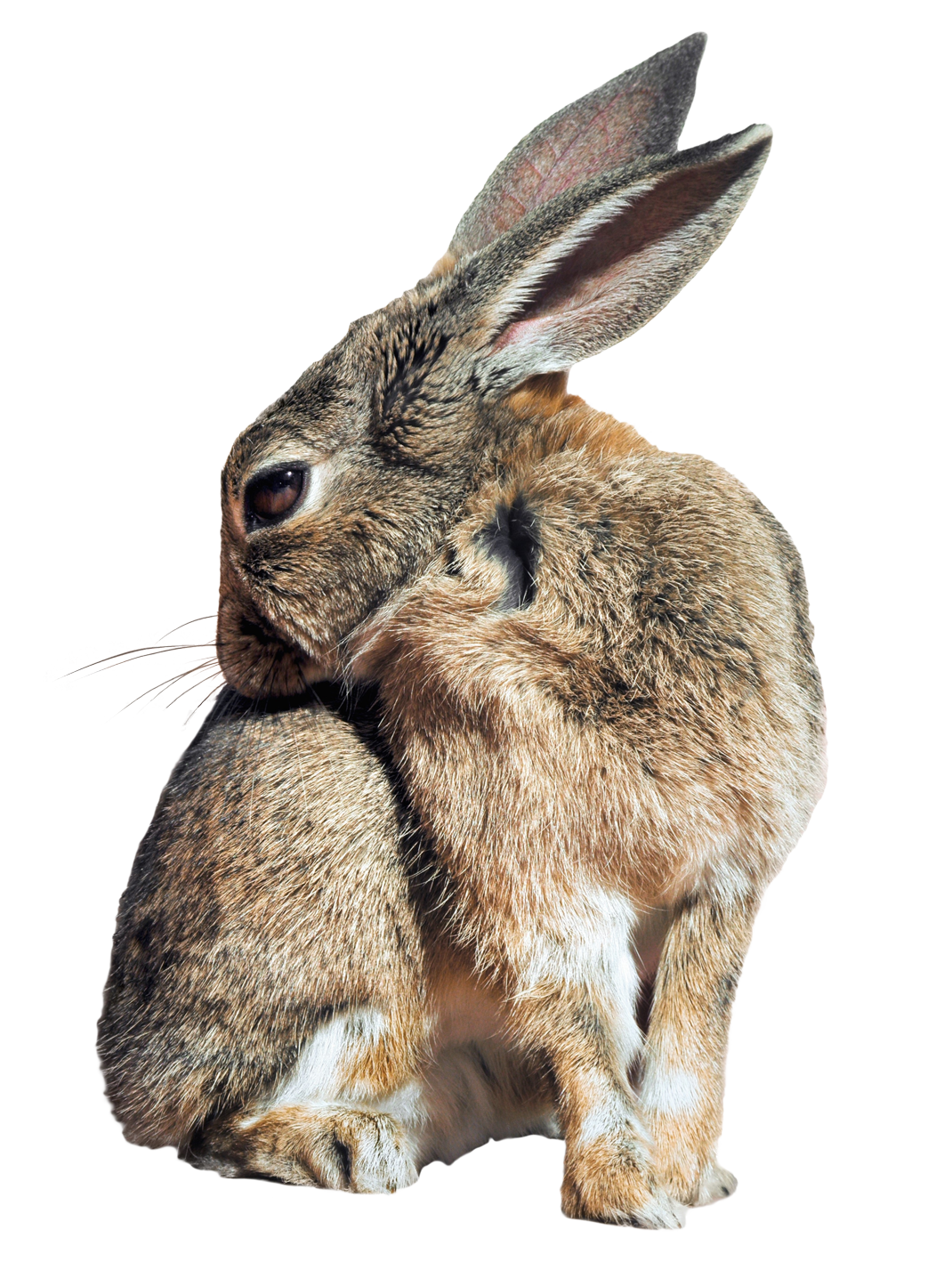 Bunny Rabbit PNG Image