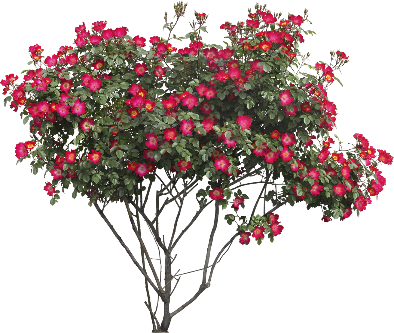 Bush with flowers PNG Image