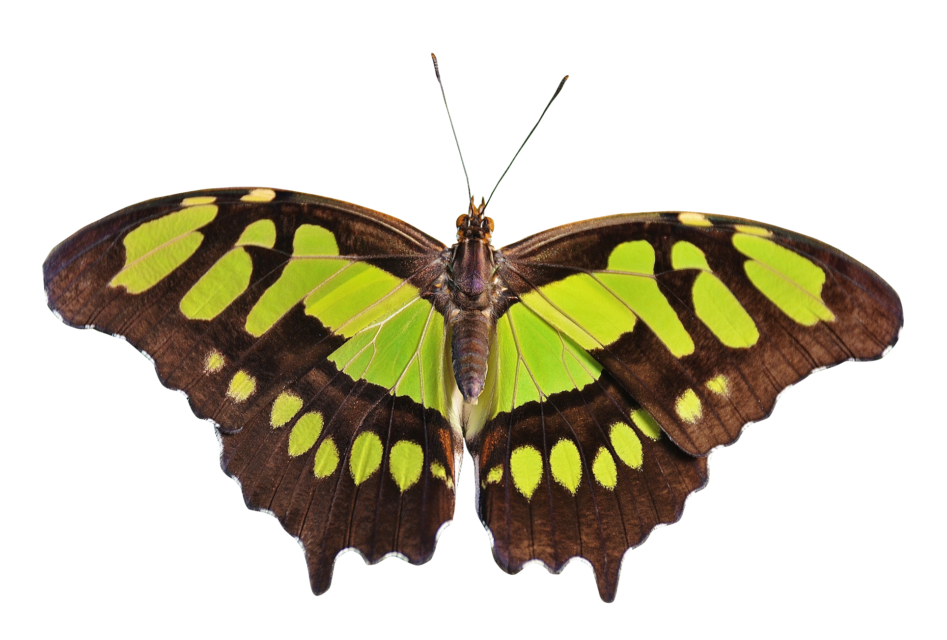 Butterfly Green PNG Image