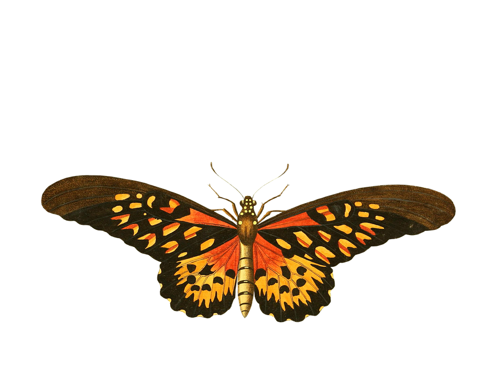 Butterfly PNG Image - PurePNG | Free transparent CC0 PNG Image Library