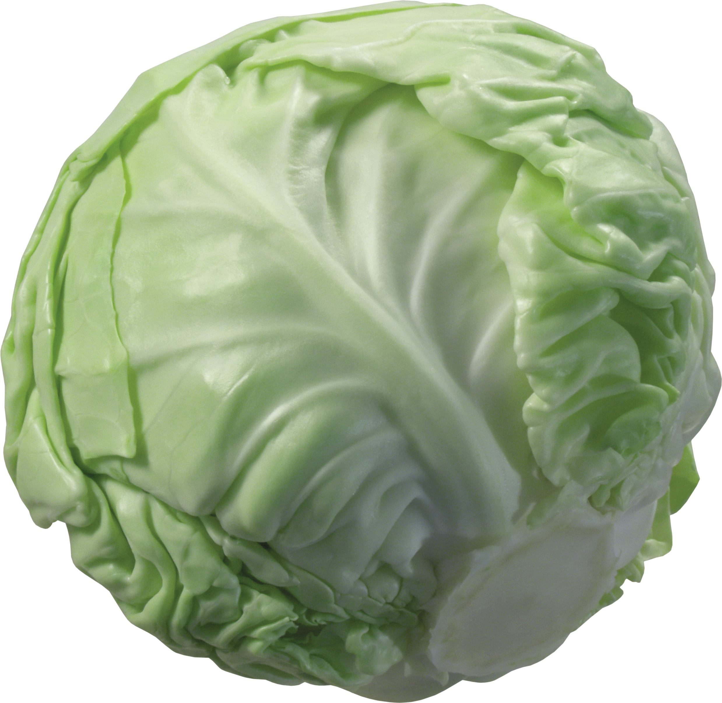 Cabbage