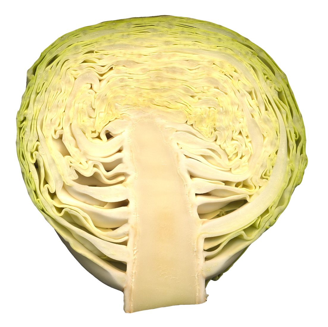Cabbage PNG Image